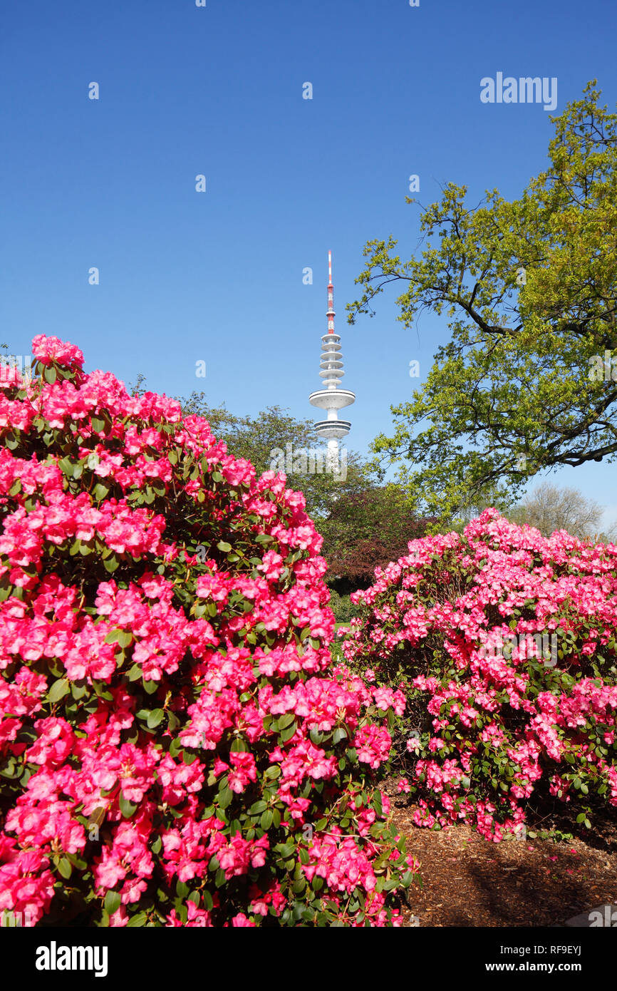 Jardin japonais avec la tour de télévision et de rhododendrons en fleurs, Hambourg, Allemagne, Europe je Japanischer Garten mit und Rhododendronblüte Telecafè, Hambourg, Banque D'Images