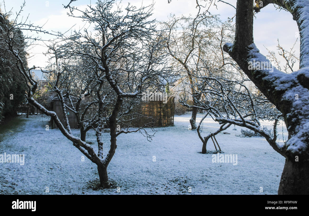 Hiver neige sur de vieux appletrees dans le verger Banque D'Images