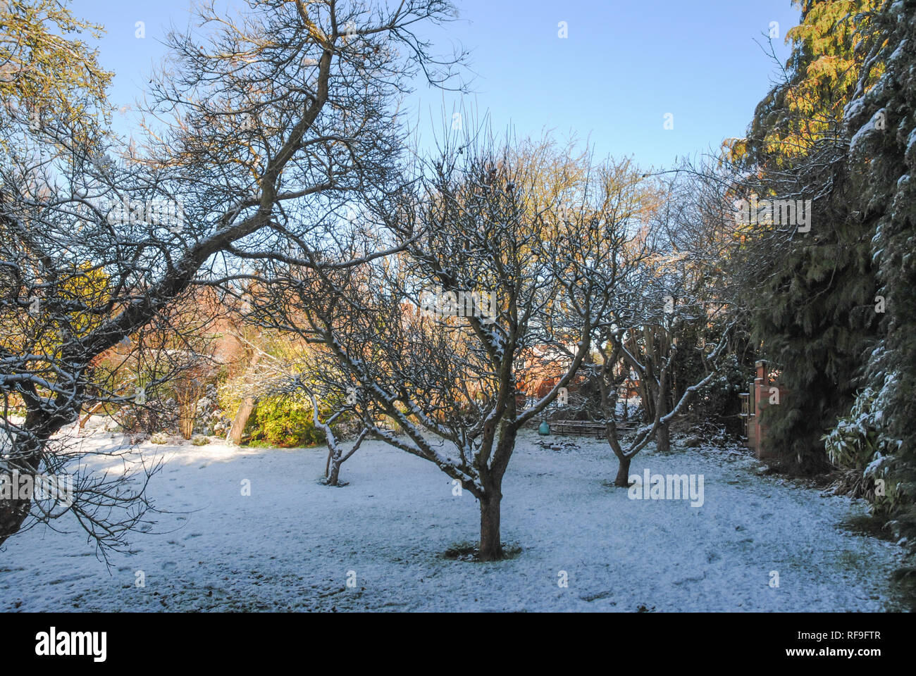 Un verger de pommiers dans la neige de l'hiver par une journée ensoleillée dans un jardin Banque D'Images