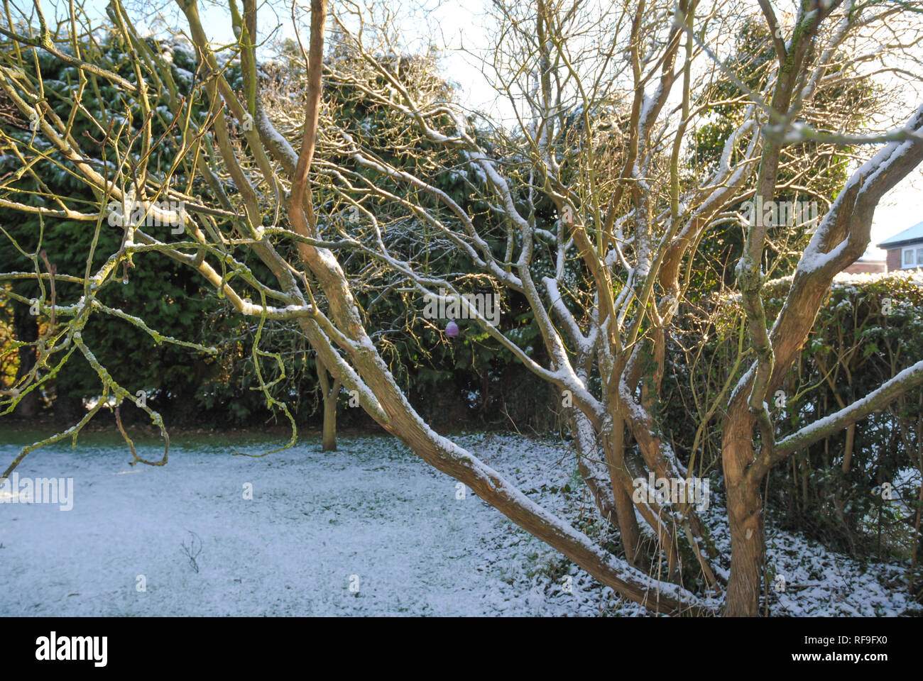 Le lilas arbre dans le soleil d'hiver avec de la neige sur ses branches et sur le sol Banque D'Images