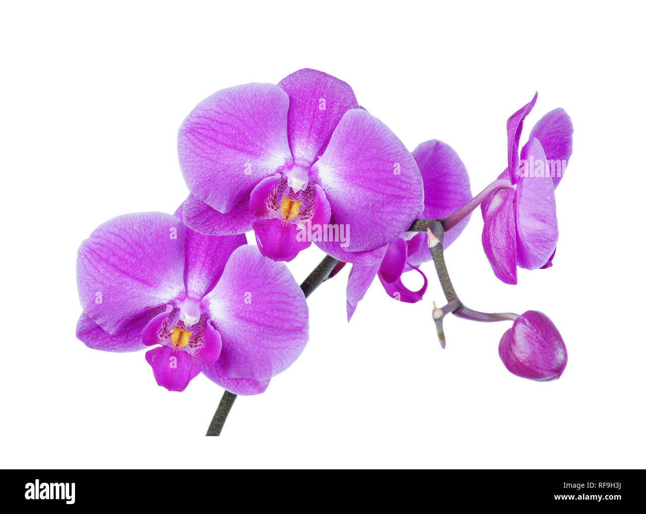 Branche avec fleurs rose-pourpre de moth orchid isolé sur fond blanc Banque D'Images