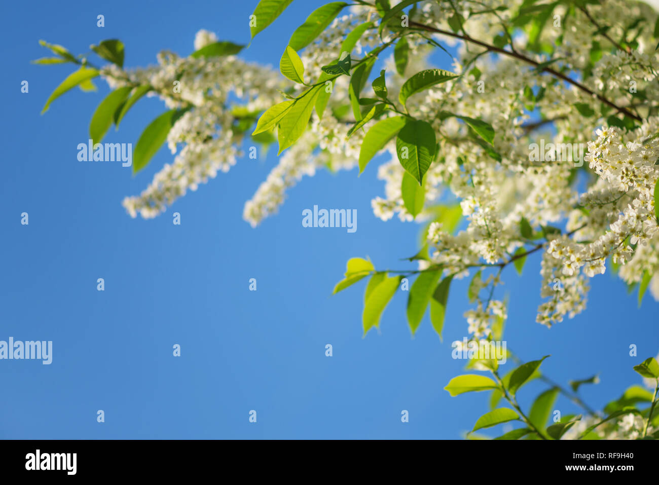 Belles branches de fleurs de cerisier blanc oiseau contre fond bleu du ciel Banque D'Images