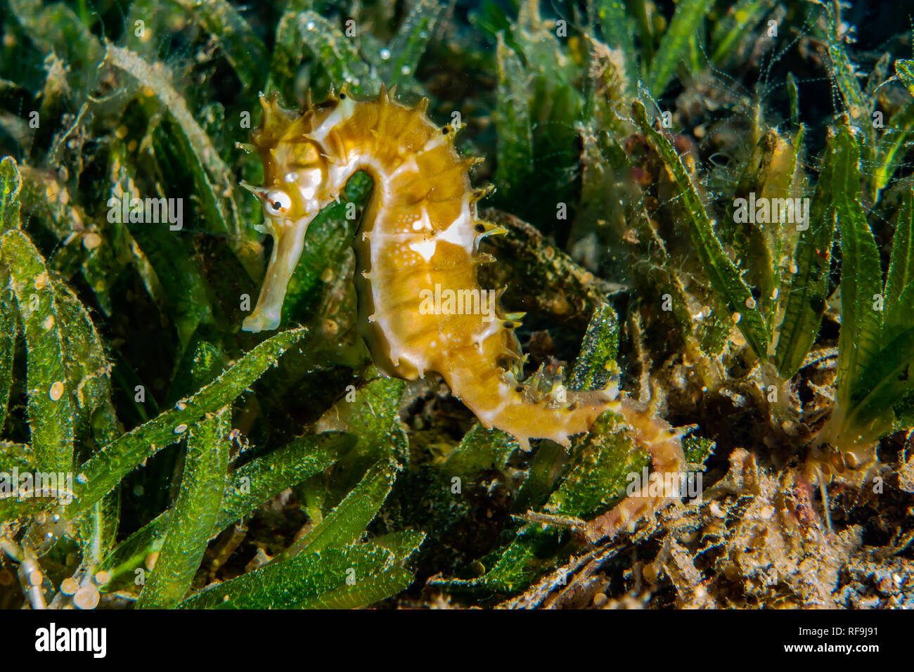 Parc Marin D'aquarium Banque d'image et photos Alamy