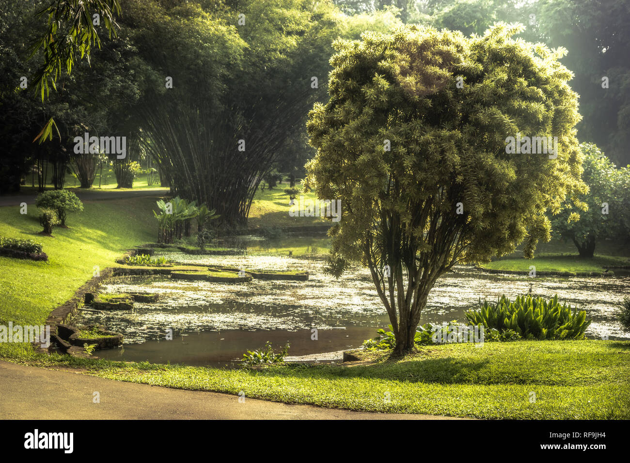 Botanic garden paysage avec la conception de paysage dans la région de Royal Garden au Sri Lanka Peradeniya Kandy environs Environs Banque D'Images