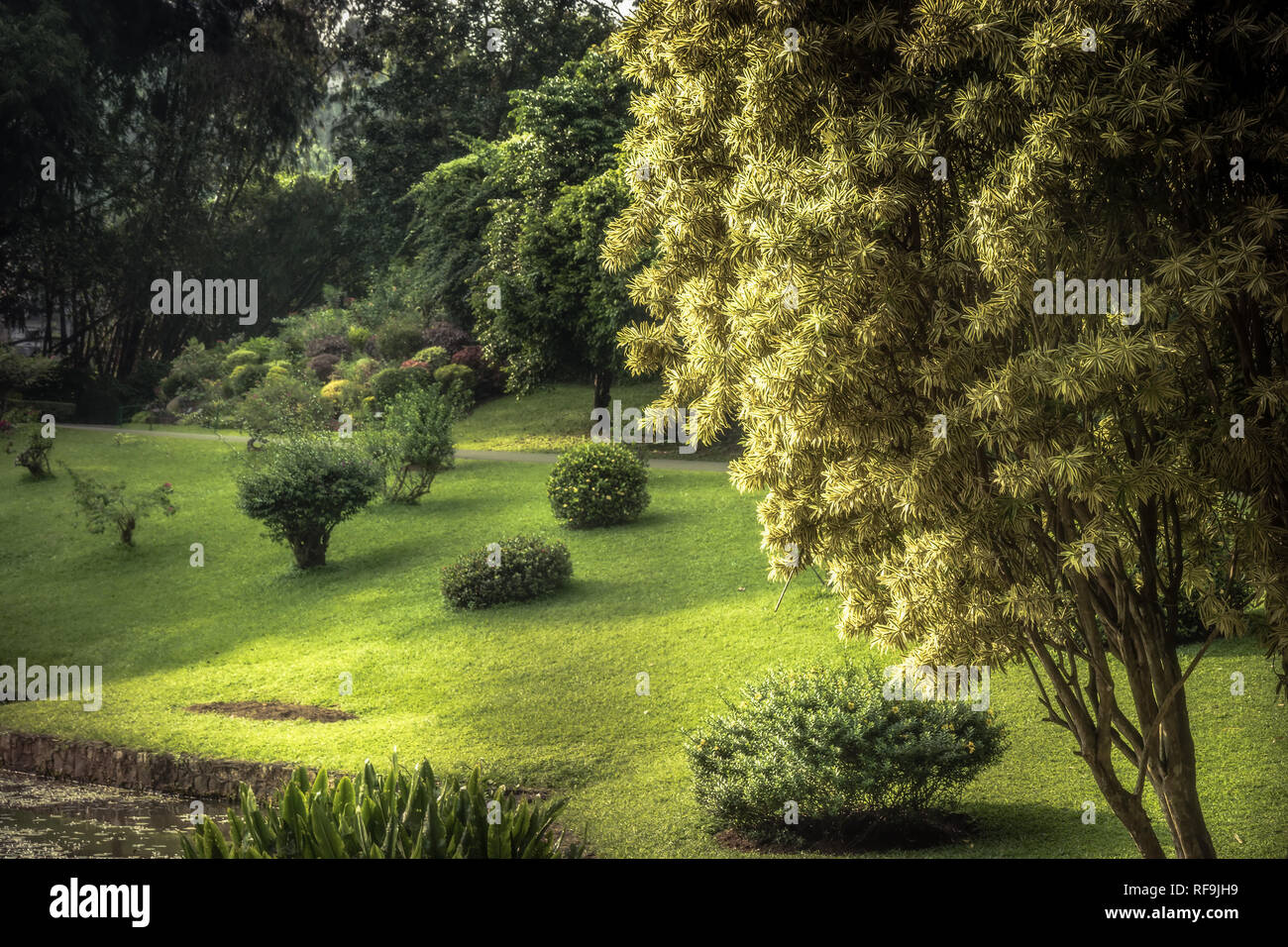 Jardin verdoyant paysage avec la conception de paysage en parc public Royal Garden au Sri Lanka Peradeniya Kandy environs Environs Banque D'Images