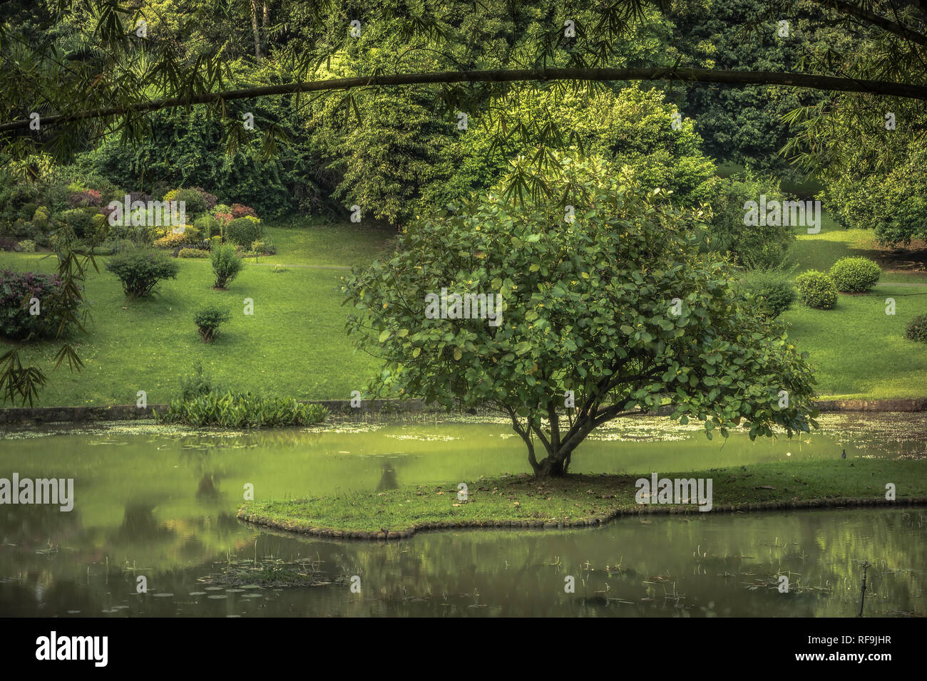 Jardin du parc public avec la conception de paysage dans la région de Royal Garden au Sri Lanka Peradeniya Kandy environs Environs Banque D'Images