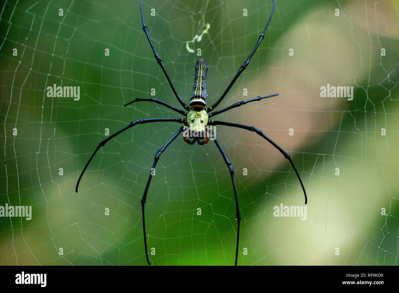 Golden Orb Web spider, Nephila maculata, du parc national de Khao Sok, Thaïlande Banque D'Images