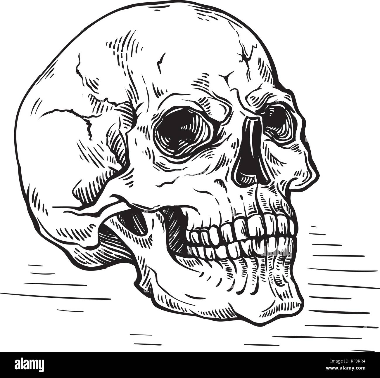 Croquis dessinés à la main, crâne anatomique vintage vector illustration Illustration de Vecteur