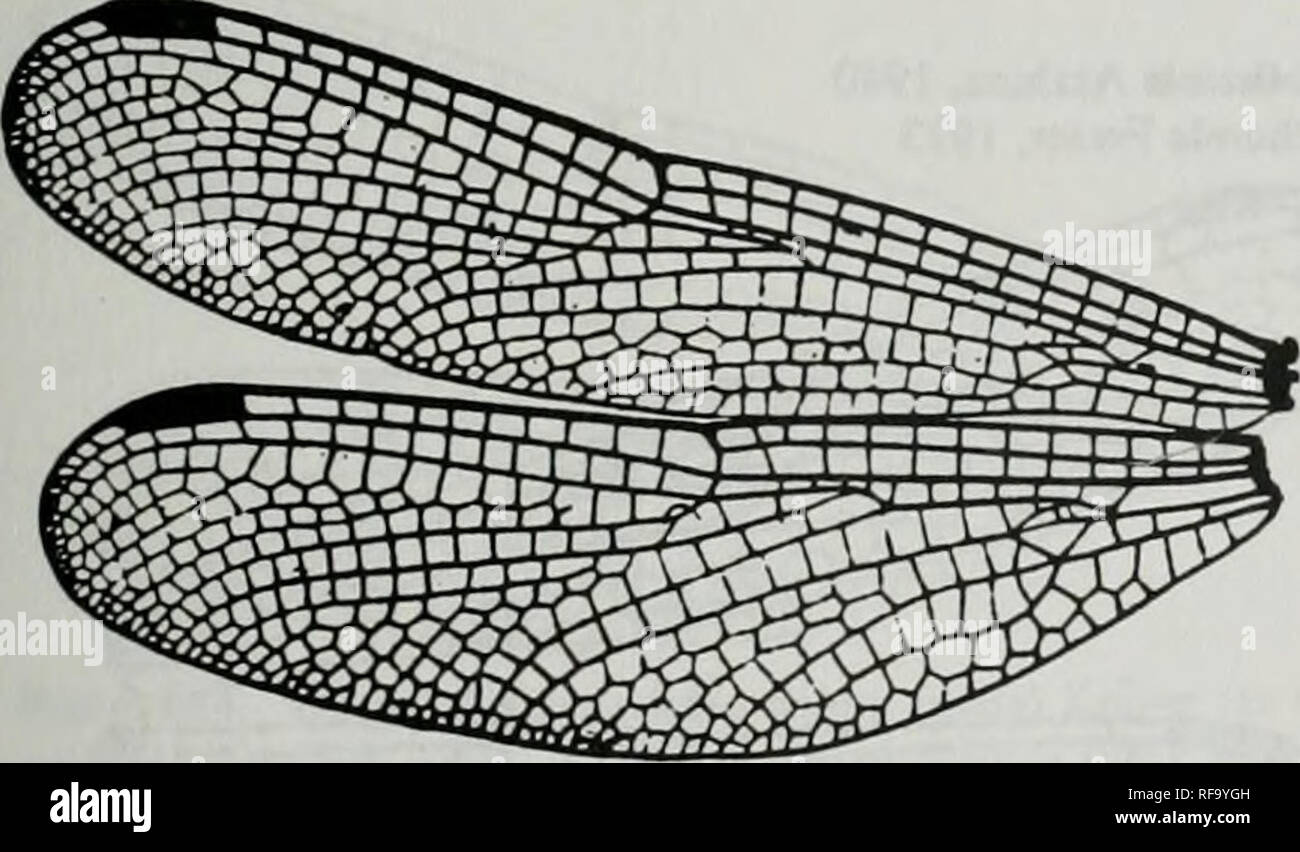 . Catalogue de la famille-groupe, genre-groupe et groupe d'espèces noms des Odonates du monde. Odonata Odonates Libellules ; ; ; ; ; Les Demoiselles Libellules demoiselles. Hguie 671. Celebophltbia dacrylogaslra Uefiinck d'ailes. Après l'Ueftinck, 1936. Trcubi" 15:400. f 1 [b3639" EoUicmis Ris. 1909. Ani:Lib:Lib:Tetrathemistinae (suite) Hylaeothemis ris, 1909. Veuillez noter que ces images sont extraites de la page numérisée des images qui peuvent avoir été retouchées numériquement pour plus de lisibilité - coloration et l'aspect de ces illustrations ne peut pas parfaitement ressembler à l'œuvre originale.. Les ponts, d'un Charles Banque D'Images