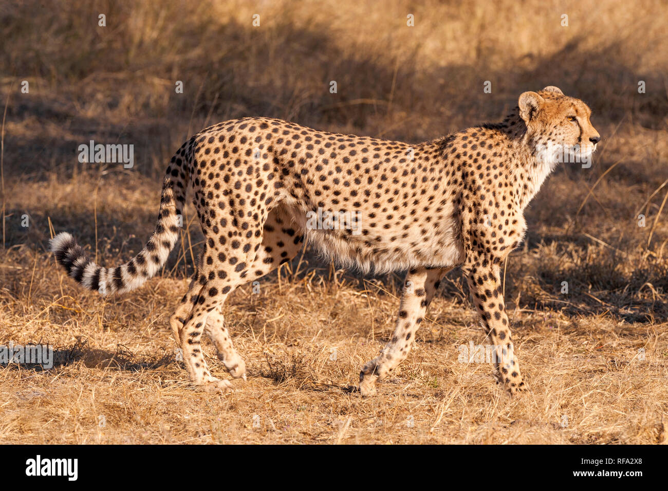 Un grand Guépard Acinonyx jubatus vu dans le parc national de Hwange au Zimbabwe. Banque D'Images