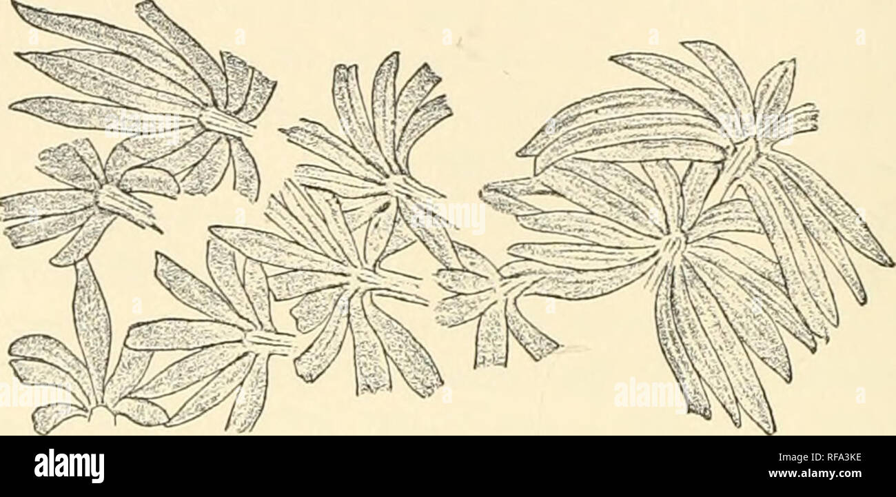 . Catalogue des plantes fossiles de la flore Glossopteris dans le département de géologie. La paléobotanique -- ; Carbonifère La Paléobotanique -- Catalogues et collections ; les plantes, les combustibles -- Catalogues et collections. 26 PHYLLOTHECA. Cette espèce est très imparfaitement connu, seulement quelques spécimens avaient été obtenus d'Dudrajpur, dans le Rajmahal Hills, l'horizon de ce qui est dubitatif affecté au groupe de Raniganj. L'union des feuilles dans une gaine, près de leur attachement à la poste, n'est pas très évident dans les chiffres donnés par Feistmantel. Si cette plante est correctement classées dans le genre Phyllotheca, Banque D'Images