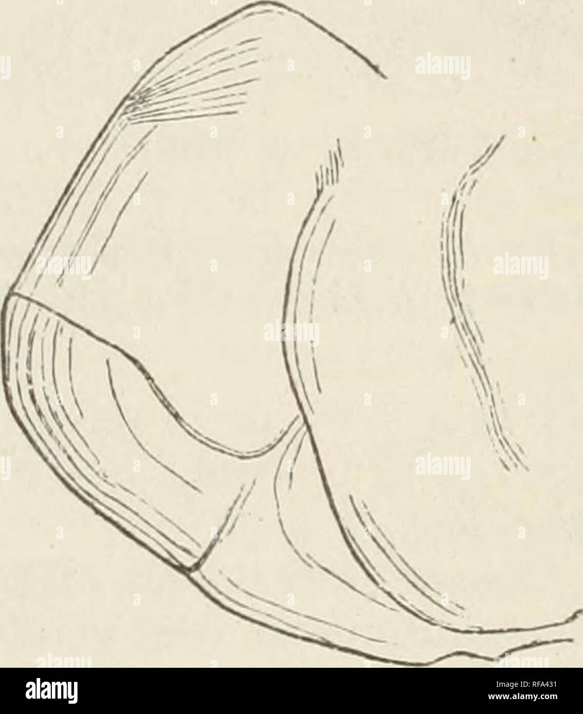 . Catalogue de la pêche dans le British Museum. British Museum (Natural History) ; les poissons. 24 SALMONIDiE. p. 250 (descr. partie) ; Parnell, le poisson. Firth of Forth, p. 133, pi. 34. f. 11 ; dîner Jar, dans Edinh. Noie Phil. Journ. xviii. p. 49, Salmo hucho ( !), Flem. Brit. Un. p. 179. Salmo eriox, Parnell, le poisson. Mrth de Forth, p. 128,pis. 32-34 ; Fleming, Brit. Anim. p. 180. [Mer CoucKs-fontaine, au moins la figure (pi. 214), semble avoir été une variété de la truite commune, ou un hybride entre la truite et l'Sewin,] l'ostéologie. Salmo eriox, Owen, CATAL. Osteal. Ser. Coll. Surg. i. 1853, p. 16 (de- queue desc Banque D'Images