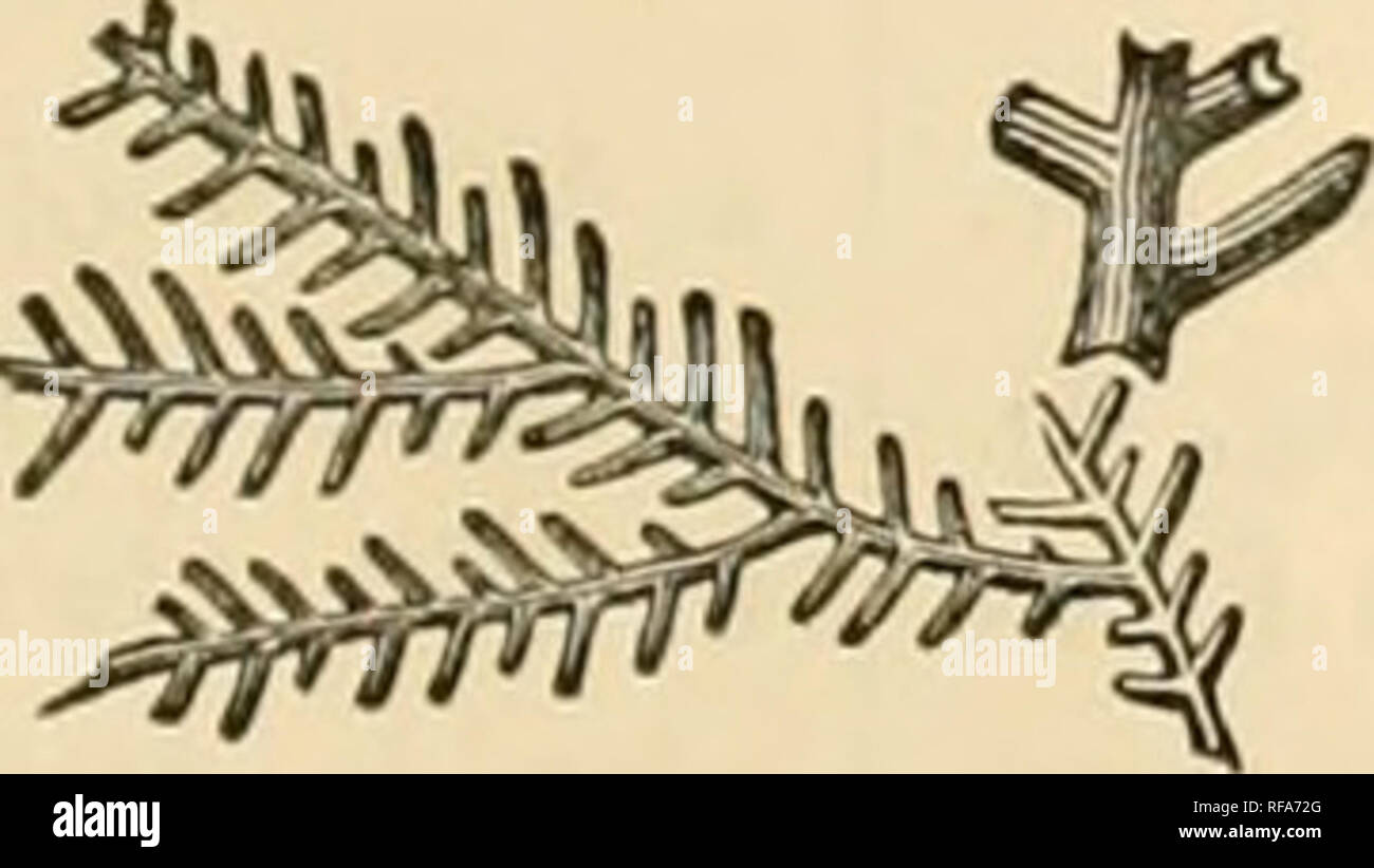 . Un catalogue de la collection de fossiles du Cambrien et du Silurien contenues dans le Musée géologique de l'Université de Cambridge. La paléontologie, la paléontologie. p. 49.. Noms et références ; des observations, &amp;c. Fenestella Milleri, Lonsdale (Siluria, 3e éd. le libre. 50, fig. 4, pi. 41, fig. 17). L'ancien état est très rare en effet. Fenestella rigidula, McCoy. F. elegans, Hall. Pal. N. York, Vol. ir. pi. 40 d, fig. 1. Les branches sont très fortement striée : trois pores parallèles entre chaque barre. Fenestella patula, McCoy. Plus de mailles ouvertes et plus de branches sinueuses en dernier. Subantiqua Fenestella, D'O Banque D'Images