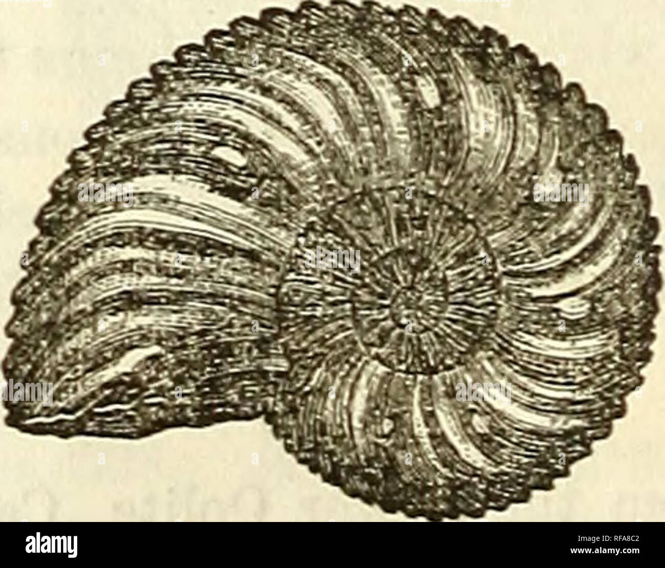 . Catalogue des moulages de fossiles, des principaux musées de l'Europe et l'Amérique, avec de courtes descriptions et illustrations. Les fossiles. Les ammonites du Crétacé, semblent avoir eu une telle tendance à la variation, que certains noms ont été mul- tiplied inutilement, et donc ce célèbre ammo- nite a été décrite sous plusieurs synonymes. Il appartient au groupe, "rho- tomagenses." de la partie inférieure de la craie, Vermenton, France, et maintenant à l'Ward Museum, Université de Rochester. Prix, 0,75 $. N° 514. Ammonites . C'est le cast intérieure d'un gigantesque ressemblant l'espèce A. Mant Banque D'Images