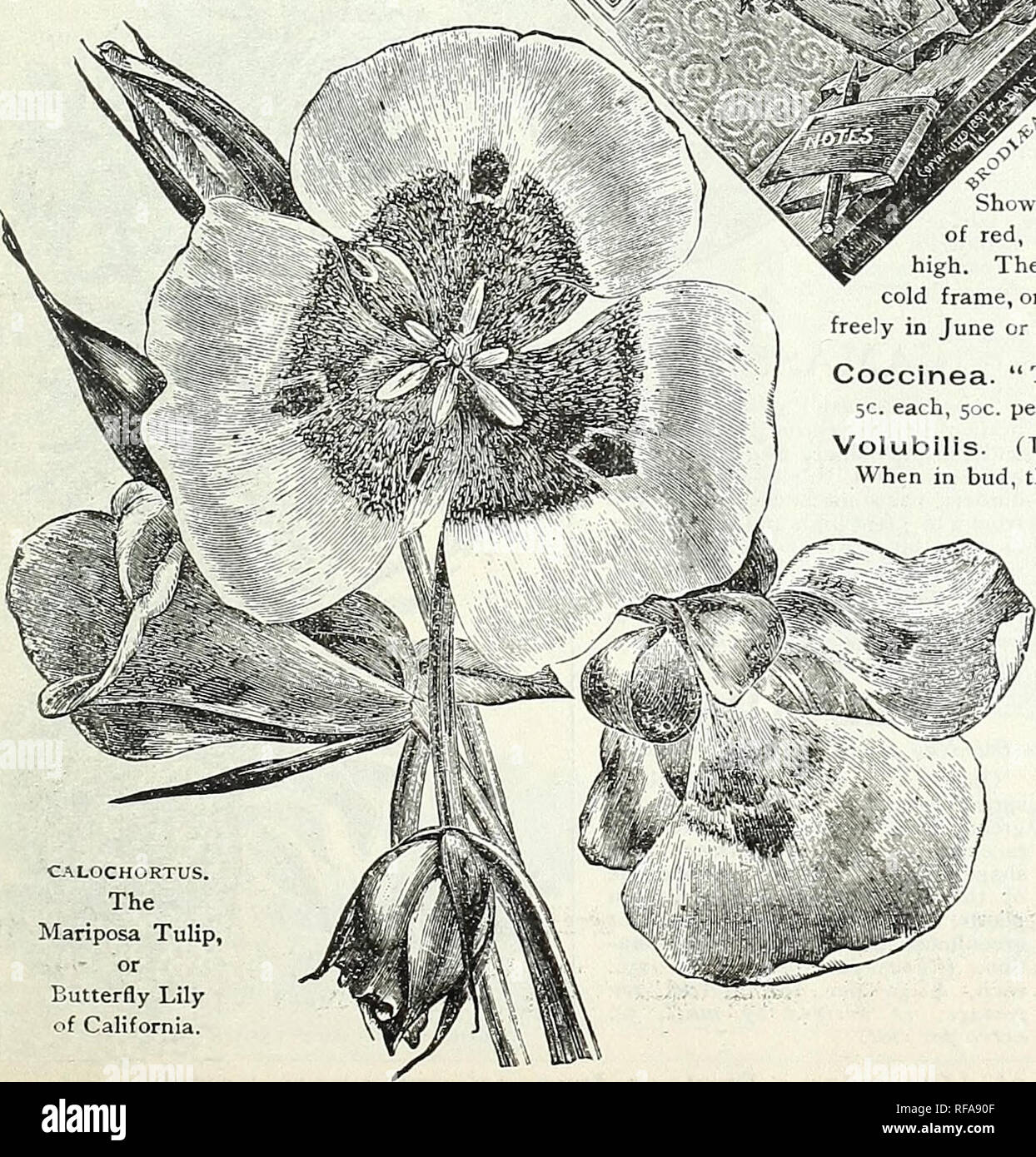 . Catalogue de bulbes, de plantes et de graines pour les semis d'automne.  : 1895. L'industrie des semences et les catalogues commerciaux ; Graines de legumes catalogues ; graines de fleurs Graines d'herbes ; Catalogues Catalogues. CALOCHORTUS. Le Mariposa Tulipe, Lily papillon de Californie. Un genre de charme, avec des feuilles de vert le plus sombre, thicklj wit 1 couverts de poils duveteux et le roulement des pointes de fleurs voyantes, cha actenzed par leurs riches couleurs auto- ou t e contraste frappant de teintes très distinctes dans la sar'e 7 er flo hé varient en couleur du plus riche au plus brillants c rmine blue man&gt ; cf étant sv.eet-parfumées, le ^s&gt ; sont nets hardy Banque D'Images