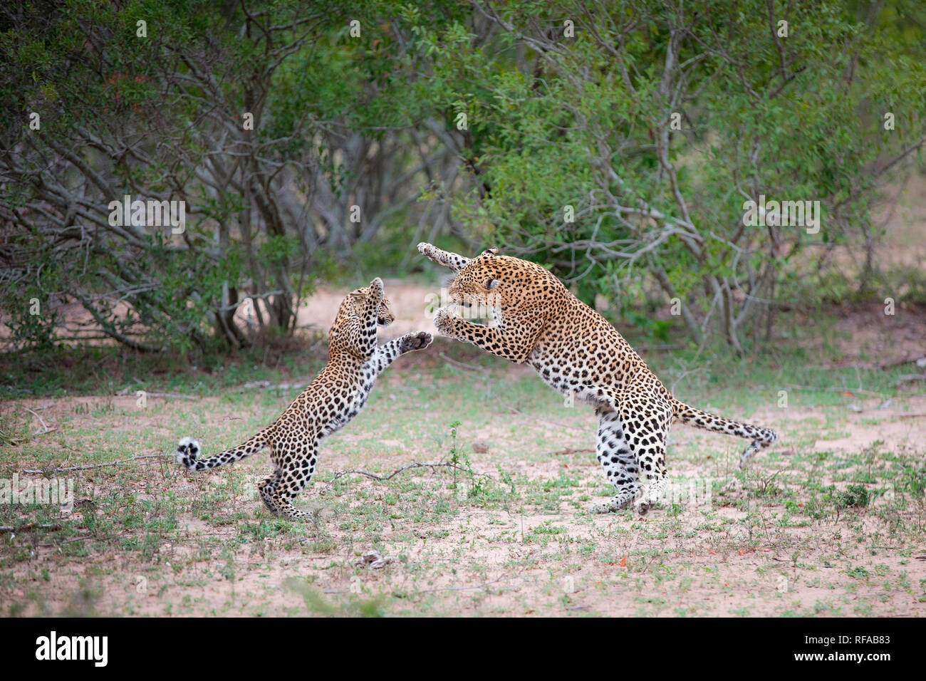 Un léopard, Panthera pardus, mère et son petit, de se tenir sur leurs pattes comme ils jouent lutte, arbres en arrière-plan Banque D'Images