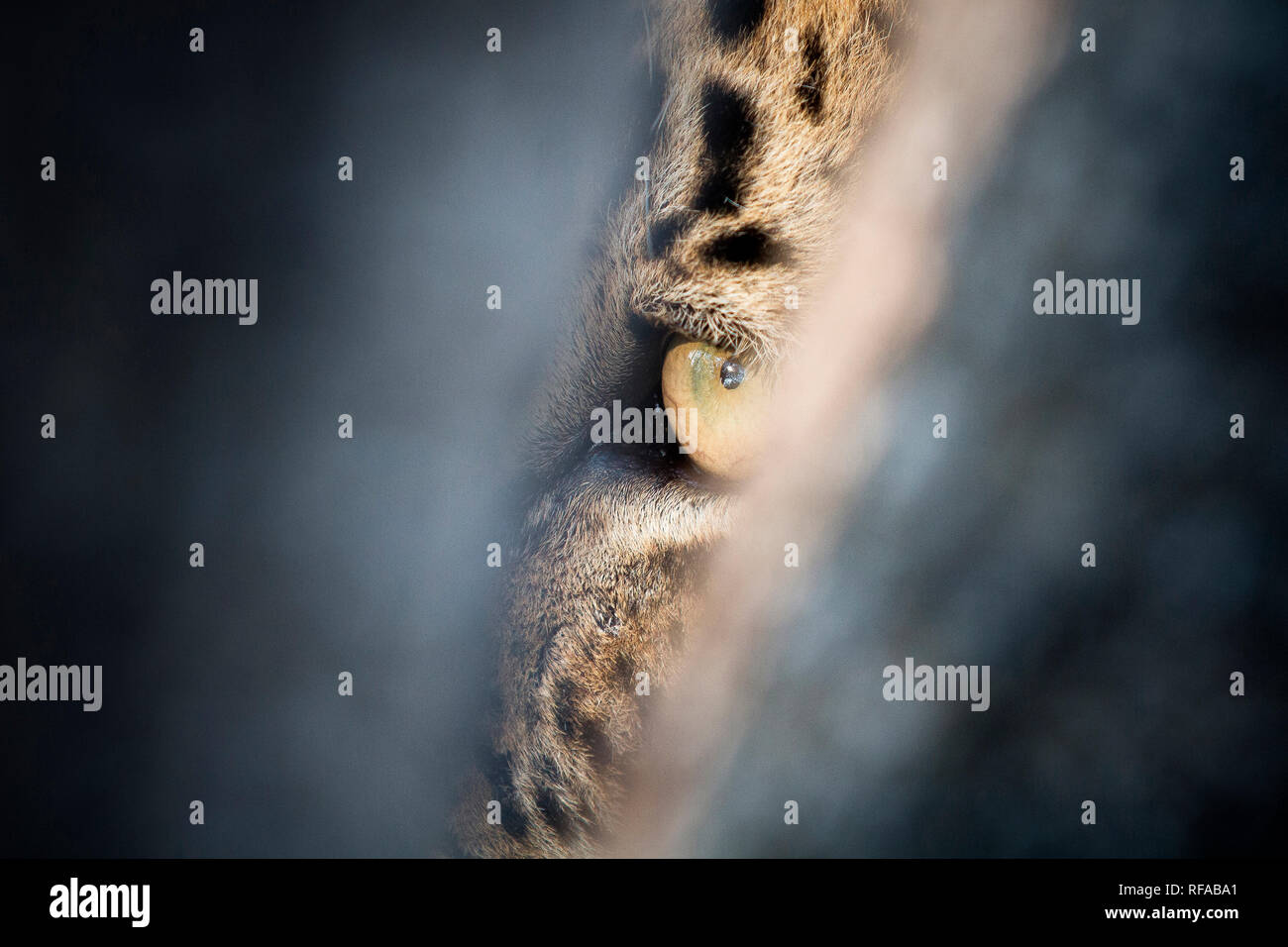 L'oeil d'un léopard, Panthera pardus, jaune-vert en couleurs, à l'intermédiaire d'un espace étroit, de se cacher. Banque D'Images