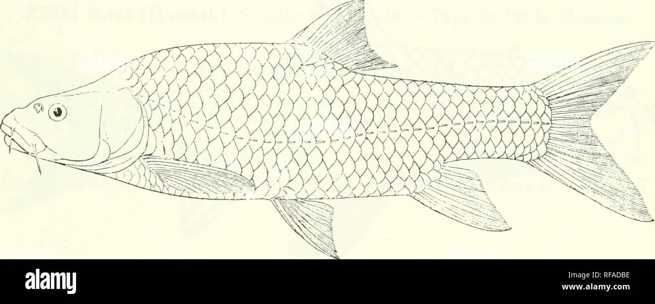 . Catalogue de l'eau douce Poissons de l'Afrique dans le British Museum (Natural History). Poissons, animaux d'eau douce. BARBUS. 01 28. H.v. -30- 20. Hgr:u. Ad. 32. Chaud. Eroiiio R., affl. d'Omo ]{., 3000 £t. Sire R., à sa bouche (L. Abaia), 3000 ft. Zeissi (R. L. Abaia), 3000 ft. Ganda R., Ganui (L. Gaud- jule), 3000 ft. M. P. C. Z.pbiro^(() ; O. N. McMillan, Esq. (P.). 41. HARRINGTONII BARBUS. Bouleno-. Ann. &Amp ; Mag. (7) H. X. x. 1902, p. 428. Profondeur de corps égale à la longueur de la tête, 3^ fois de longueur totale. Museau arrondi, un peu plus d'^ la longueur de la tête ; eye 8 fois en longueur de la tête, Banque D'Images