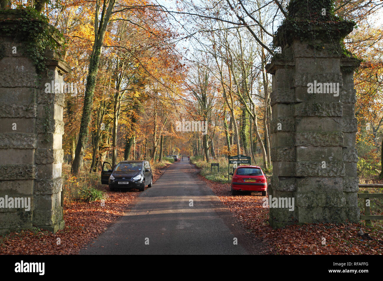 Entrée de la forêt de Savernake Wiltshire England UK Banque D'Images