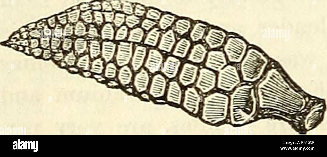 . Catalogue des moulages de fossiles, des principaux musées de l'Europe et l'Amérique, avec de courtes descriptions et illustrations. Les fossiles. . Veuillez noter que ces images sont extraites de la page numérisée des images qui peuvent avoir été retouchées numériquement pour plus de lisibilité - coloration et l'aspect de ces illustrations ne peut pas parfaitement ressembler à l'œuvre originale.. Ward, Henry A. (Henry Augustus), 1834-1906. Rochester, N. Y. , Benton &AMP ; Andrews, imprimantes Banque D'Images