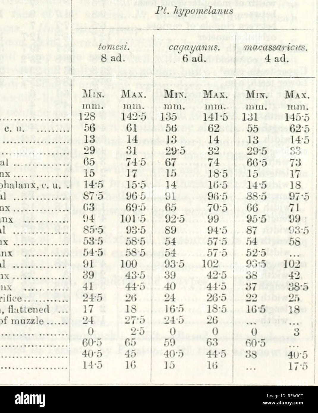 . Catalogue des chiroptères dans la collection de la ... Musée. J'TintOPUS UliKLANUS HVl'SARICUS3MACA .. 125 Tiipe vraisemblablement à l'IHE Zi-ka-wei Museum, près de Shanghai. rtero2&gt;entre nous maccissaricus ; Marc Heude, 1896.- à partir de la description de toute évidence un membre du Pt. hypomelanus groupe. L'une des 10 spécimens examinés par avait Marc Heude " le dos d'un ronx fonce ainsi que la poitrine et le ventre," i. e. appartenait à la phase obscure. Remarques.-Dans le crâne, les dents, la taille et la couleur de la tête, manteau, et à l'arrière, cette course est similaire à la forme des Philippines, Pt. h. cuffaijamis undcrparts, mais le rat moyen Banque D'Images