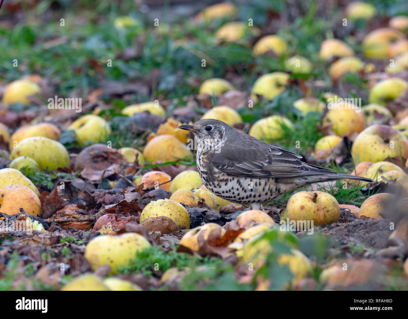 Mistle Thrush Turdus viscivorus se nourrissant de pommes tombées Banque D'Images