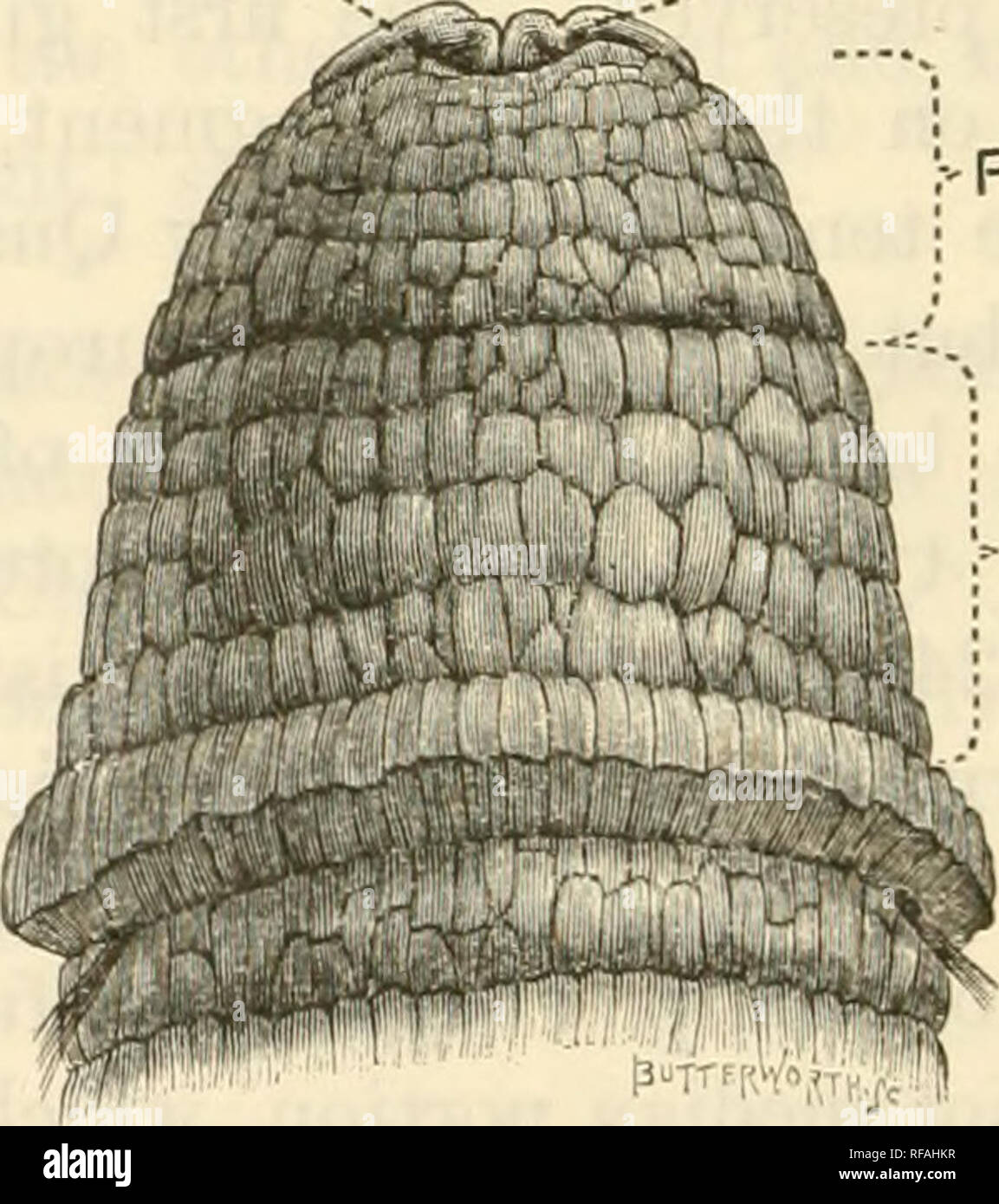 . Catalogue de l'Chaetopoda au British Museum (Natural History). Oligochètes ; Polychètes. M.Gr.. SPer. il : =-A.B.S. Fig. 53. Fig. 54. Fig. 53, 54.-A. imsilla. Spécimen de Californie, d'abord antéro-veutral (Fig. 53) et dorsale (Fig. 54) Vue de l'extrémité antérieure, pour la comparaison avec les figues. 51. 52. P., Peristomium ; A.B.S, Achaetous-segment du corps (notez la gorge fortement développé entre ces segments, voir p. 37). A. claparedii. Extrémité antérieure de^ l'une de ces, de Crescent City en Californie, est représenté à la fig. 53, 54, qui montrent que, en raison ^ d'établir, hors de tout doute, l'absen Banque D'Images