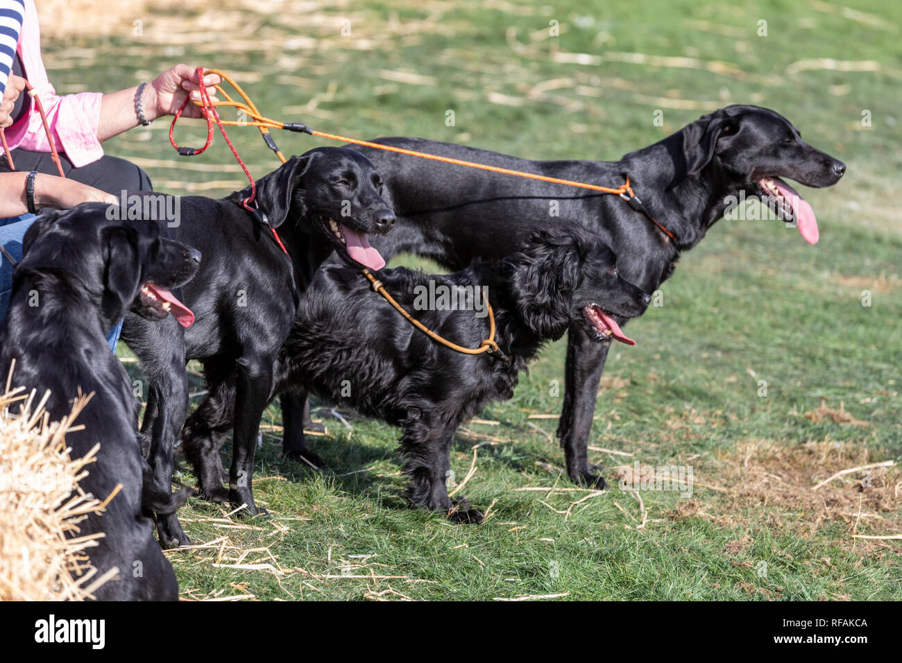 Les chiens d'armes à feu attendant leur tour dans l'arène à l'Frampton Country Fair 2018 tenue à Frampton, Cour Frampton sur Severn, Gloucestershire UK Banque D'Images