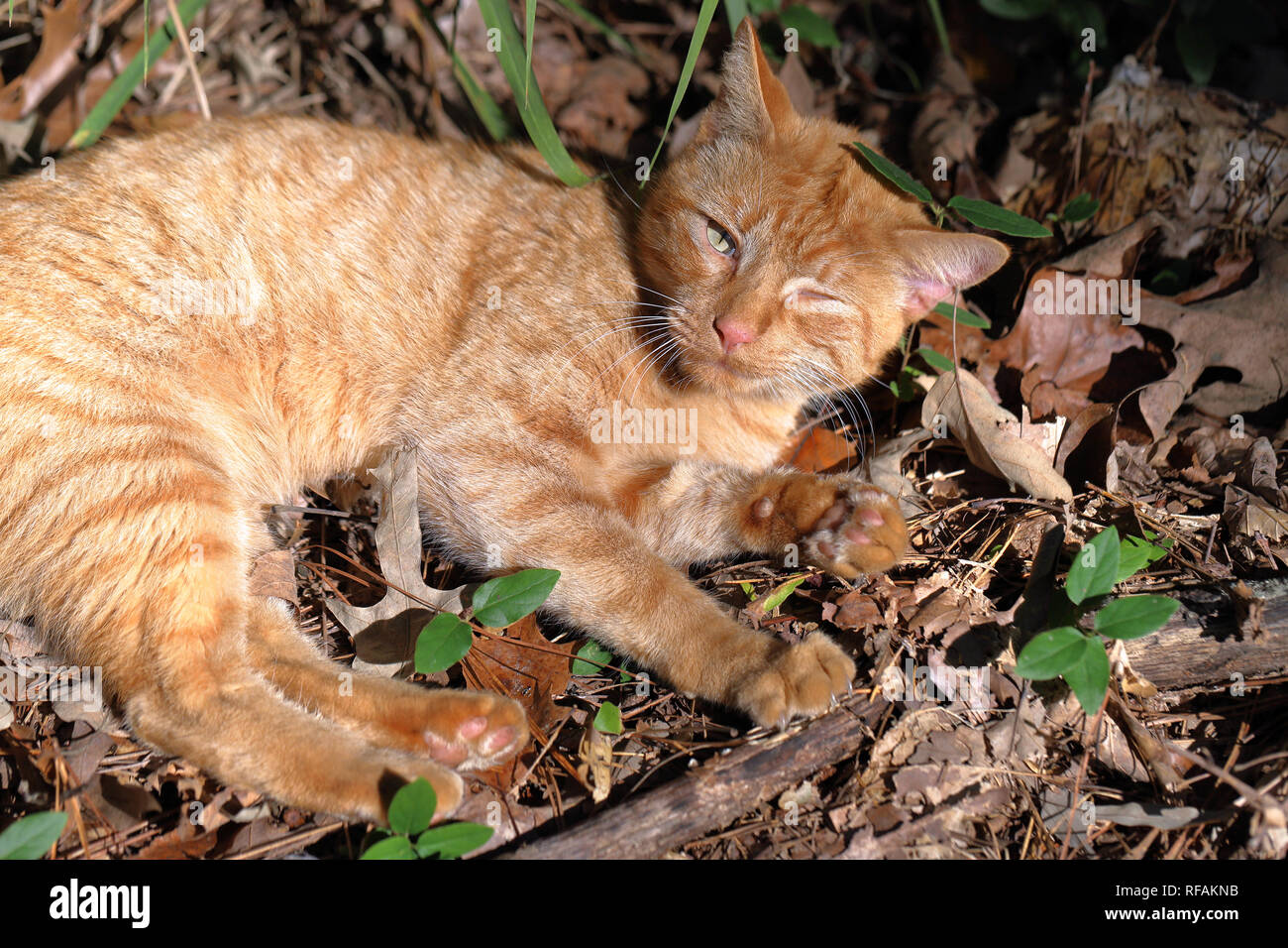 Chat Tigre Orange Relaxant Avec Un Oeil Ferme Dans La Foret D Automne Photo Stock Alamy