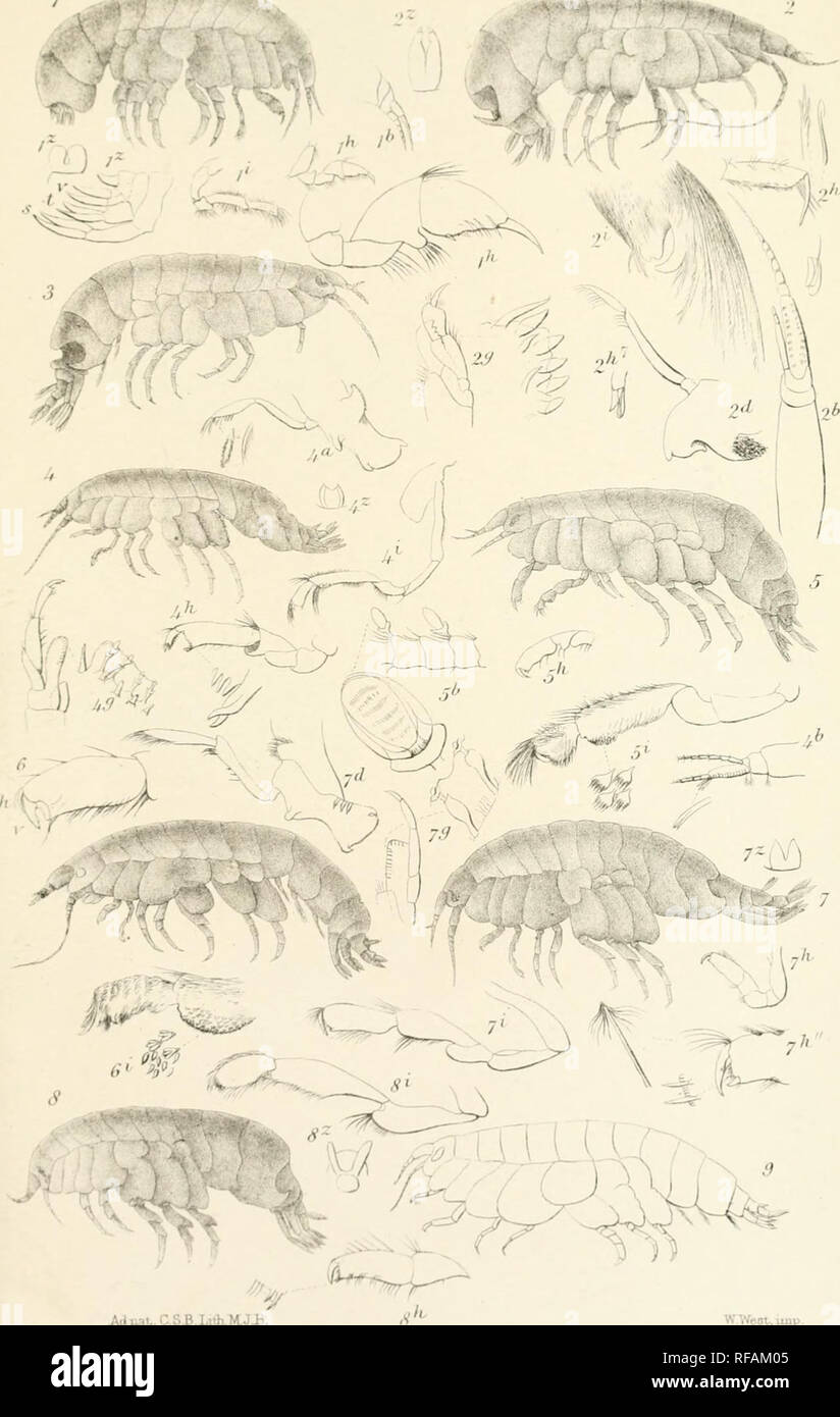 . Catalogue des spécimens d'amphipodous les crustacés dans la collection du British Museum par C. Spence Bate. Amphipoda. lySIANASSID.PL XII.. AdnaL. C.Ss.life.M.J£. WW68t-,UJlp lAnonyxobesiis. 2.A.]deiiUculaJU s.o.A.L !JCJguas.4'.A.HQl"bollij. B.A.nobilis. 6.A.minutiis. '/.A.lagena. 8.A.ampuIIaides. 9Ajiaaus.. Veuillez noter que ces images sont extraites de la page numérisée des images qui peuvent avoir été retouchées numériquement pour plus de lisibilité - coloration et l'aspect de ces illustrations ne peut pas parfaitement ressembler à l'œuvre originale.. British Museum (Natural History). Département de zoologie, Bate, Banque D'Images