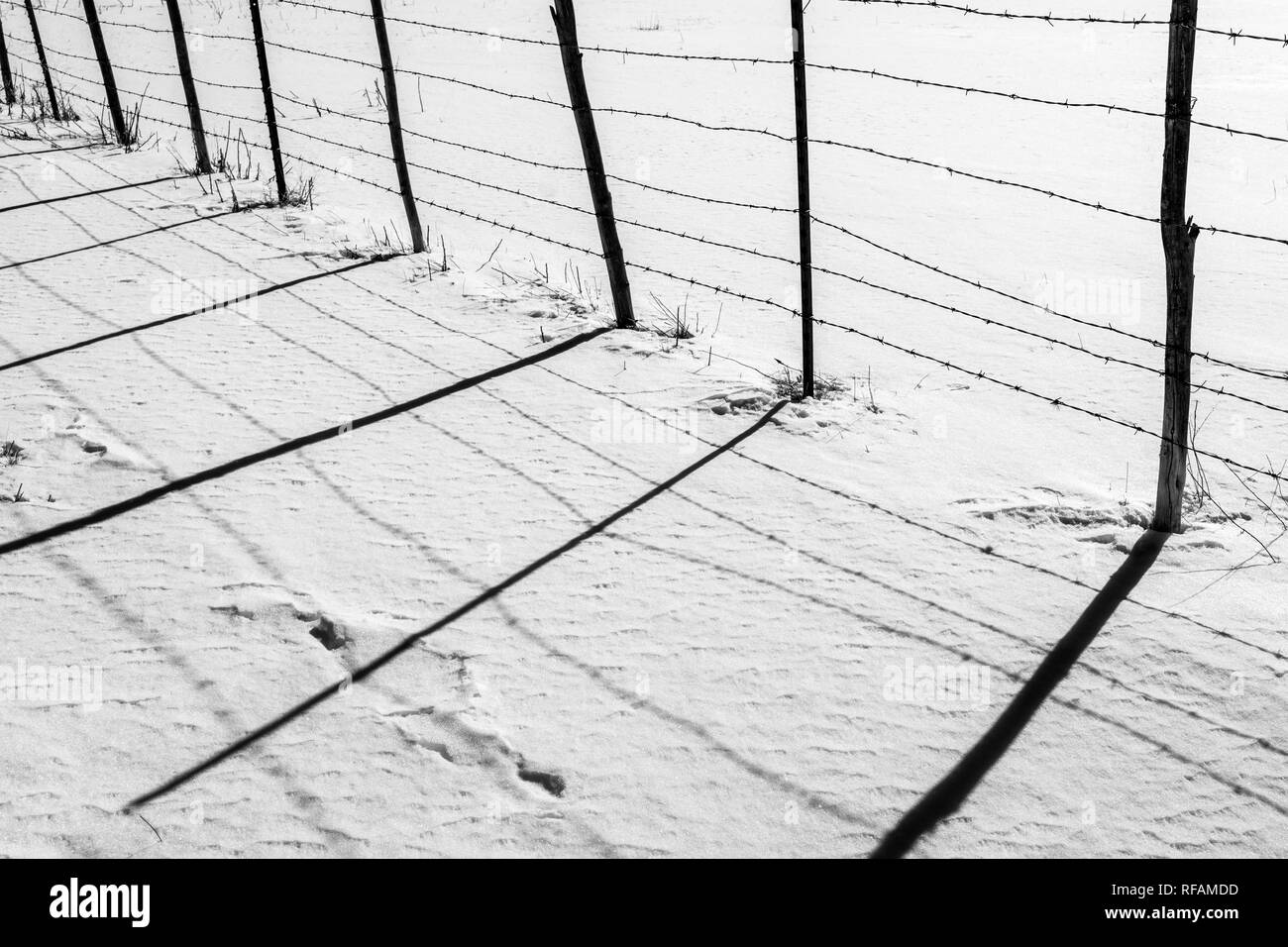 Noir & blanc vue de barbelés jette des ombres sur la neige fraîche ; Vandaveer Ranch ; Salida, Colorado, USA Banque D'Images