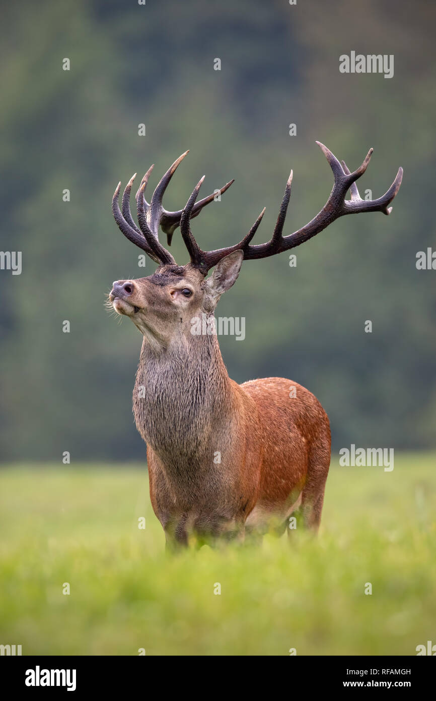 Big Red Deer, Cervus elaphus, stag fièrement. Le roi des forêts avec ses bois solide. Animal mâle dominant dans la nature sauvage. Banque D'Images