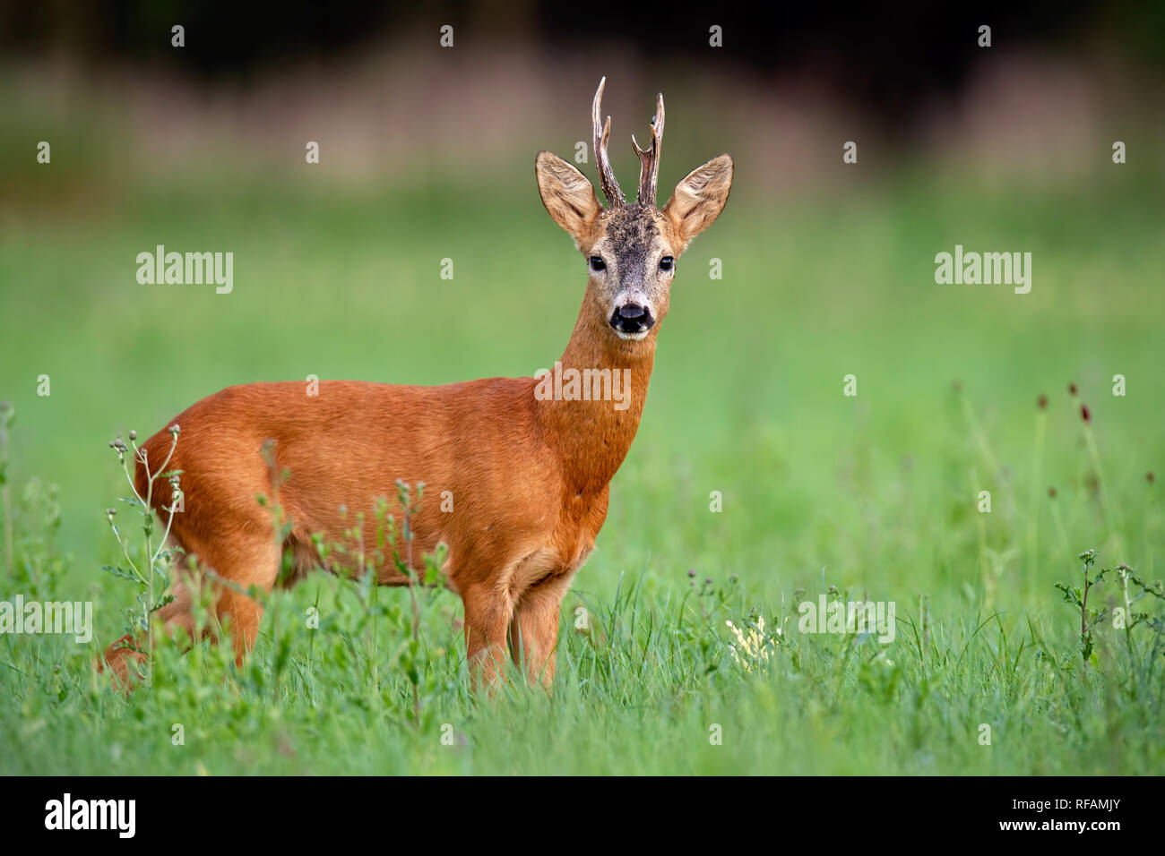 Roe deer buck en été. Mammifère, Capreolus capreolus, le pré vert avec arrière-plan flou. Homme animal sauvage dans la nature. Paysage de la faune. Banque D'Images