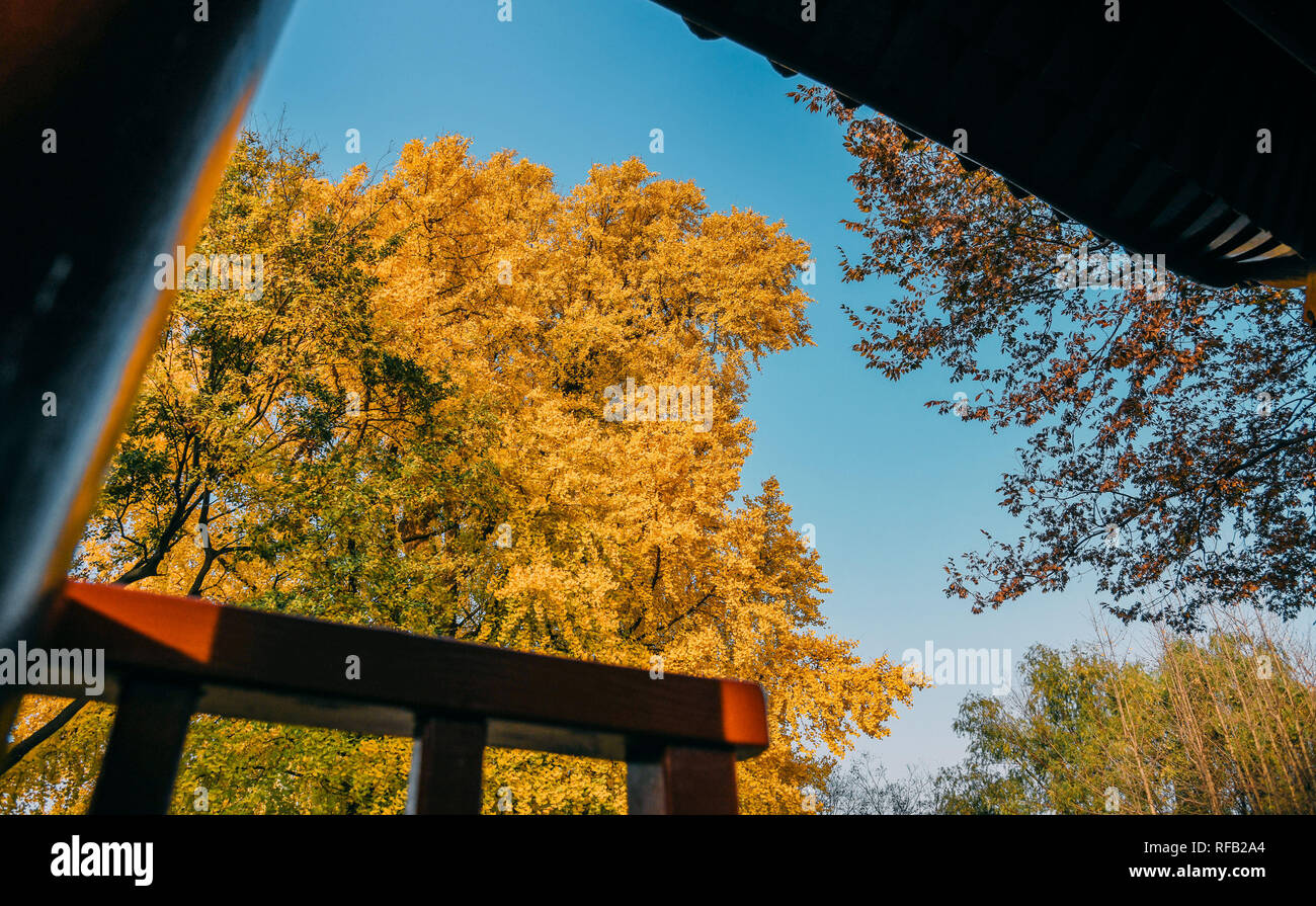 Shanghai, Shanghai, Chine. 25 Jan, 2019. Shanghai, Chine-Les 1 200 ans, arbre de ginkgo dans Changning District, Shanghai, Chine. Crédit : SIPA Asie/ZUMA/Alamy Fil Live News Banque D'Images