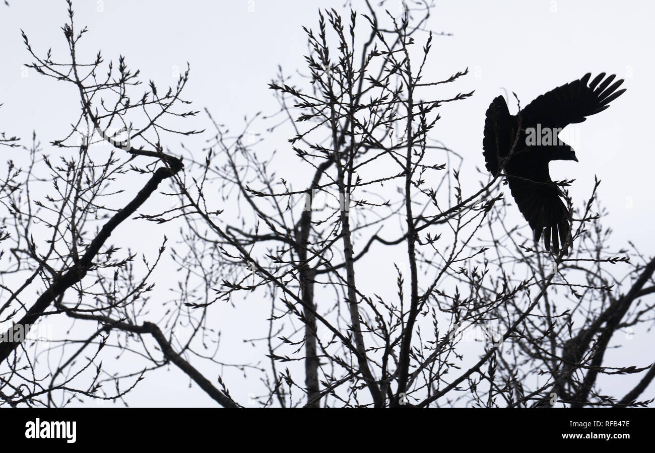 25 Janvier 2019 Hessen Frankfurtmain Un Corbeau Crow