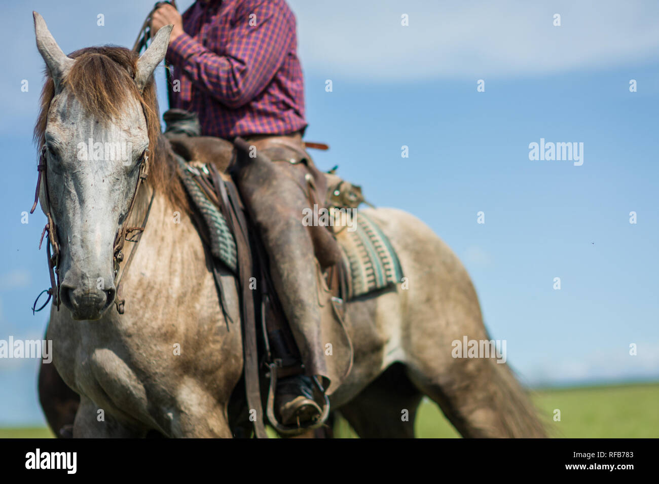 Flint Hills dans l'est du Kansas, USA, ont certains des plus intacts les écosystèmes des prairies à herbes hautes, jamais labourée par les premiers colons, encore utilisées pour faire paître Banque D'Images