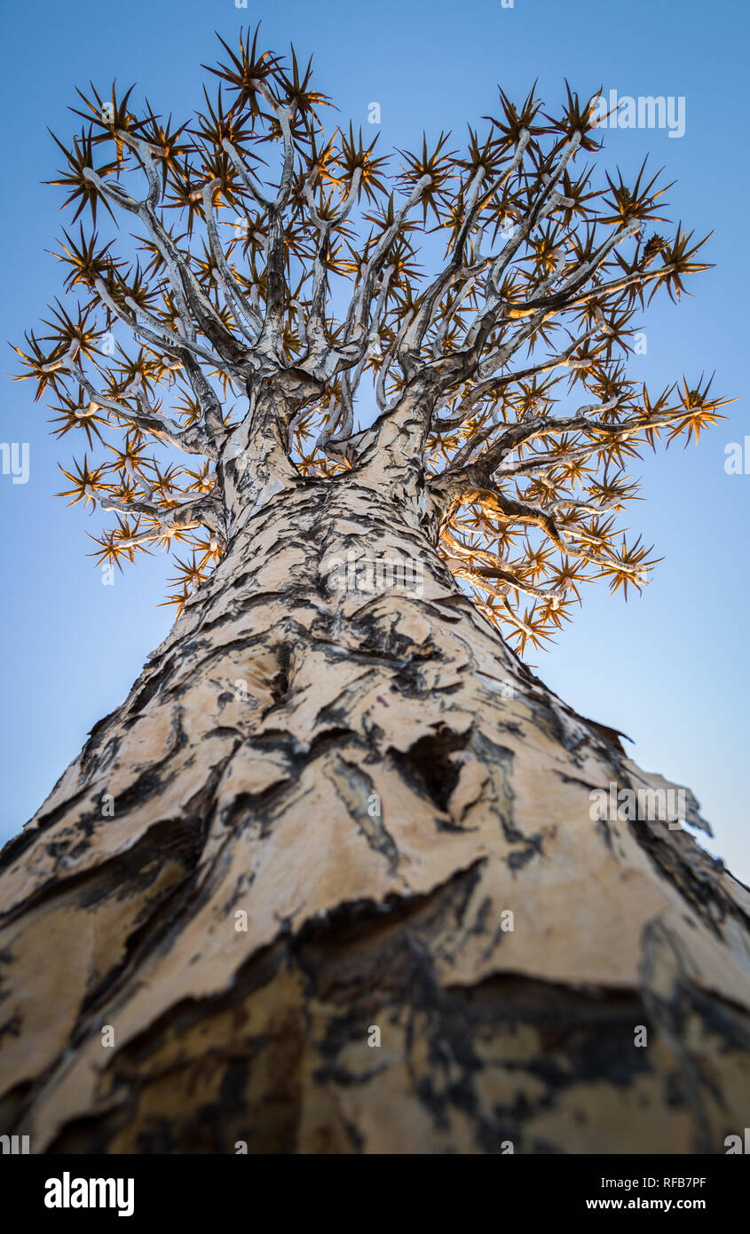 Quiver Tree Forest est une attraction touristique près de Keetmanschoop en Namibie, où des centaines d'espèces en voie de disparition arbres carquois, Aloidendron dichotoma, croître Banque D'Images