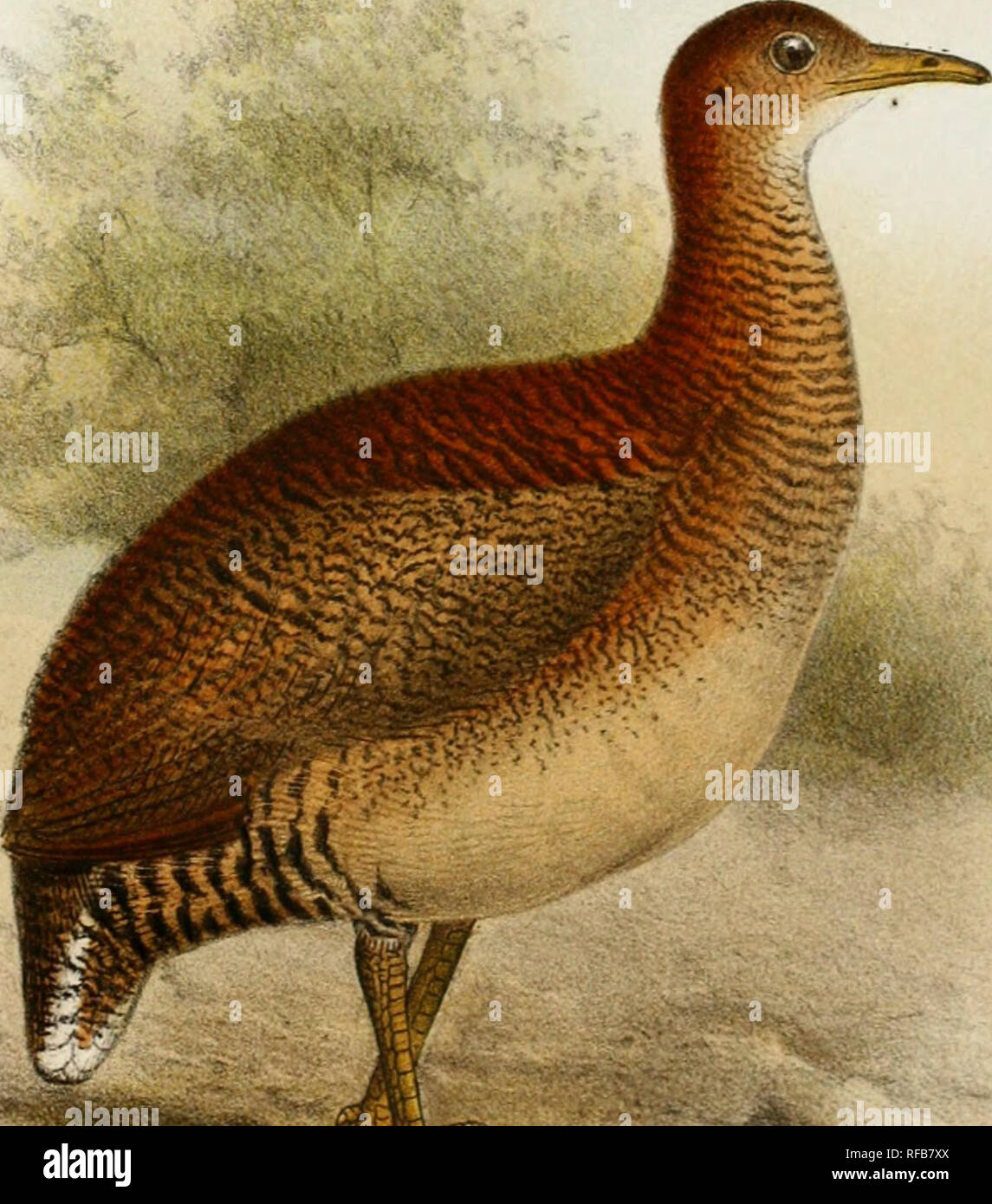 . Catalogue des oiseaux dans le British Museum. BM.Y, oiseaux.l.JXT[. n.m. Smit. del. et &gt ;.t :-^. ^iliro^m .r' s Zriro^.T7Tu&gt ; à^^ Crvptiu-it-colopria . :. Veuillez noter que ces images sont extraites de la page numérisée des images qui peuvent avoir été retouchées numériquement pour plus de lisibilité - coloration et l'aspect de ces illustrations ne peut pas parfaitement ressembler à l'œuvre originale.. British Museum (Natural History). Département de zoologie. [Oiseaux]. Londres Banque D'Images
