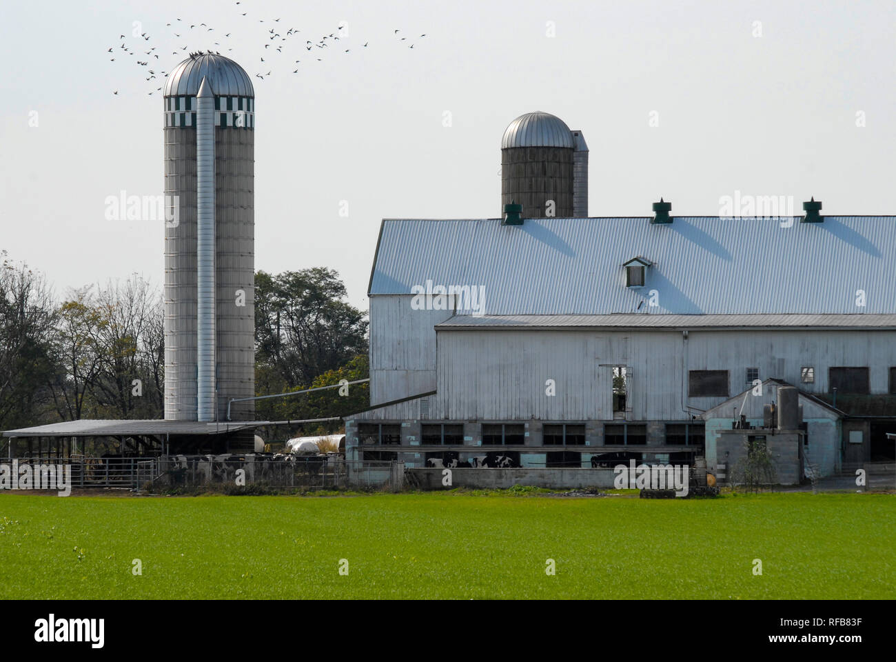 Amish Farm Paysage avec Silos et Grange sur une journée ensoleillée Banque D'Images