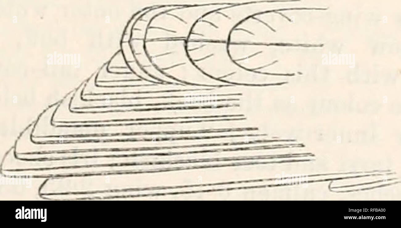 . Catalogue des oiseaux dans le British Museum. 27. HTLIOTA. Femme Ailult 247. Comme l'homme, mais le livre blanc sur la gorge, non pas ex- tendant sur la poitrine, et le projet de loi un peu plus petit. {Id. 1. c.) Ilah. Le Queensland. La SST. M. Eamsay parle d'avoir vu un bon nombre de spécimens de cette prétendue nouvelle espèce, LLV. Collection du gourou contient un seul par exemple, qui a la place de loral blanc, avec l'eye-sonne seulement teinté d'rnfous, qui est omniprésent dans les joues et le menton. Cela semble indiquer que la teinte roux est un signe d'immaturité ; et l'espèce est certainement douteuse. 11. Poecilo Banque D'Images