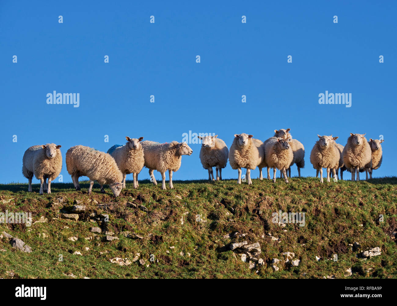 Troupeau de moutons. Parc national de Peak District, Derbyshire, Angleterre. Banque D'Images