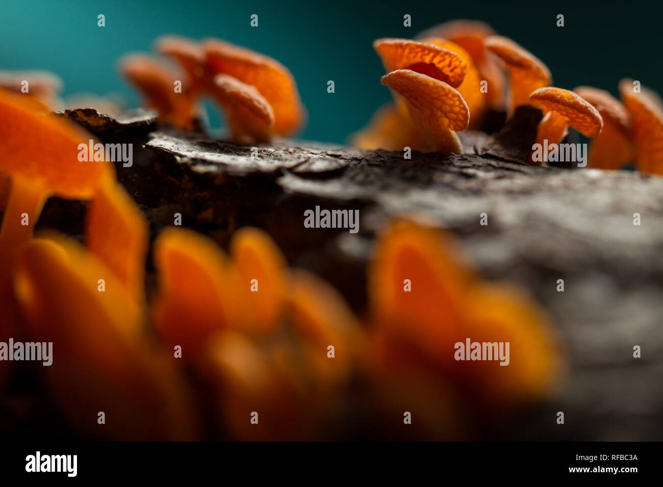 Thwaitsesii Laschia espèces saprophytes est un champignon qui pousse sur la décomposition des brindilles et des branches. Banque D'Images