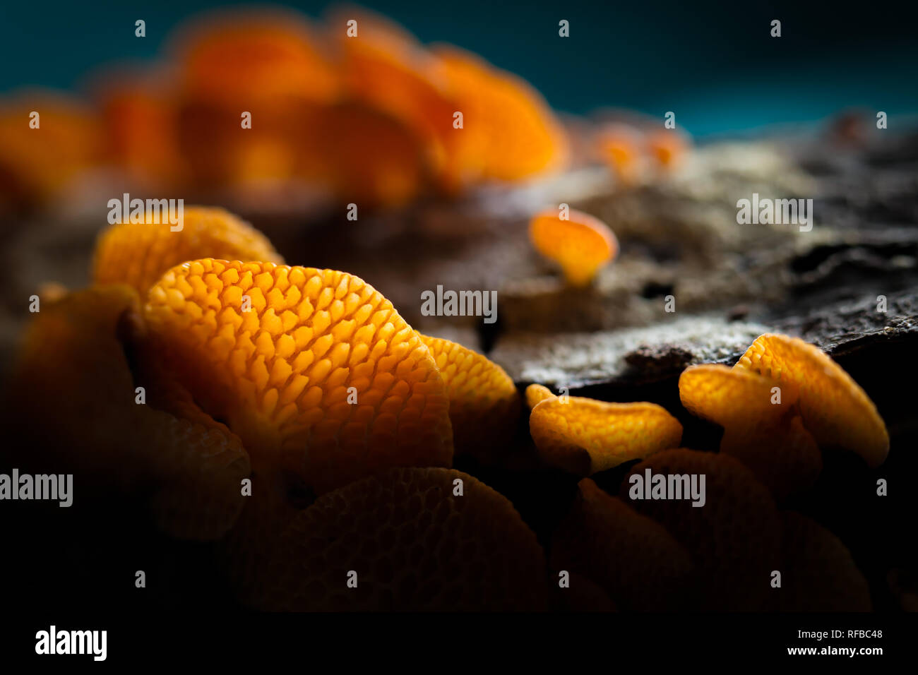 Thwaitsesii Laschia espèces saprophytes est un champignon qui pousse sur la décomposition des brindilles et des branches. Banque D'Images