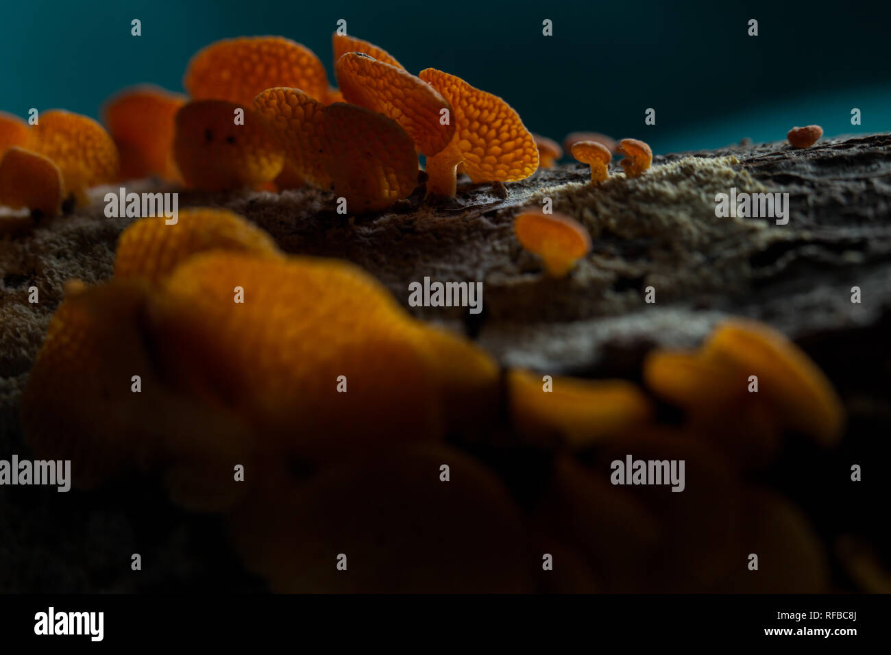 Thwaitsesii Laschia espèces saprophytes est un champignon qui pousse sur la décomposition des brindilles et des branches. Banque D'Images