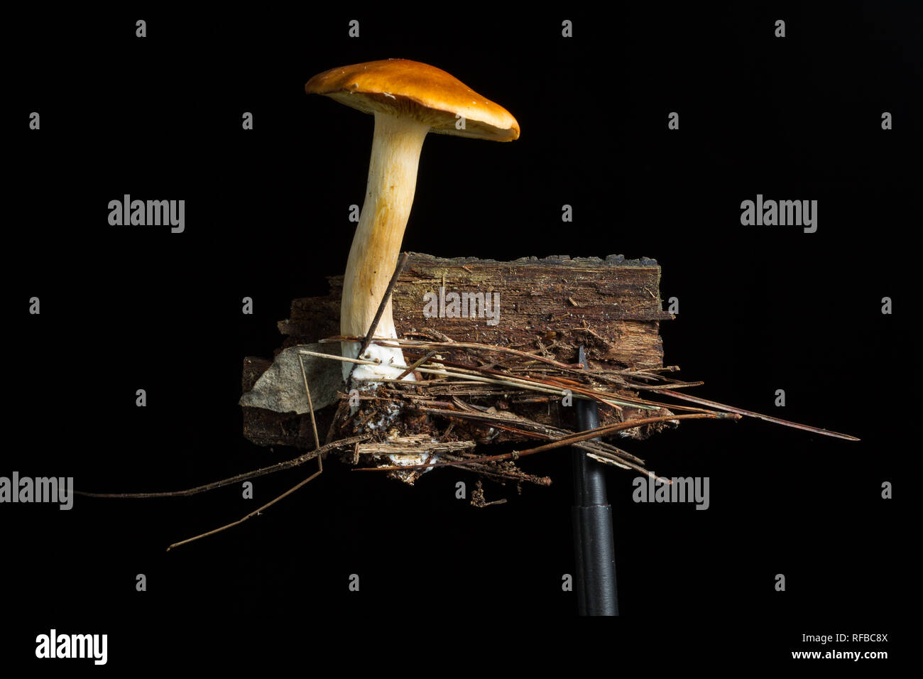 Une variété d'espèces de champignons poussent dans les plantations de pins et les forêts indigènes de Table Mountain, Cape Town, Western Cape, Afrique du Sud. Banque D'Images