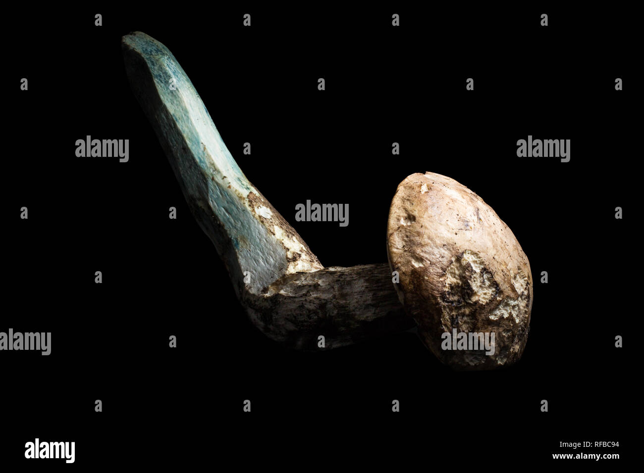 Une variété d'espèces de champignons comestibles poussent dans les forêts de pin et les Table Mountain, Cape Town, Western Cape, Afrique du Sud, comme le peuplier bolet Banque D'Images