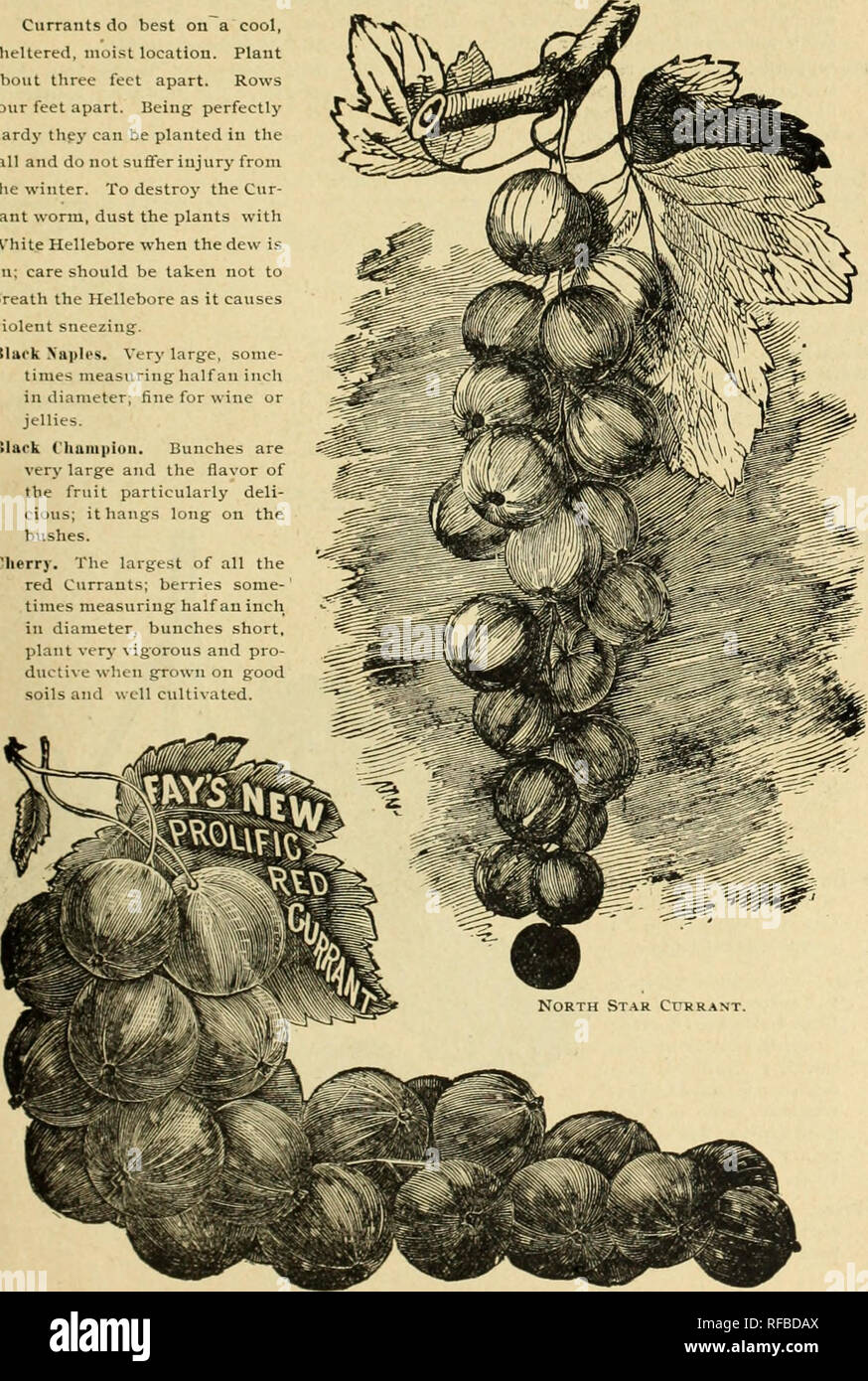 . Catalogue. Pépinières (Horticulture) ; catalogues de l'Ohio Ohio pépinière ; Catalogues Catalogues des Plants des Arbres Fruits Fruits ; catalogues ; arbres ornementaux, arbustes ornementaux ; catalogues ; Catalogues Catalogues Fleurs. Des fruits, des arbres ornementaux, ETC. 89 CORINTHE Corinthe font le mieux sur un endroit frais, à l'abri, lieu humide. À propos de l'usine trois pieds de distance. Quatre rangées de pieds de distance. Être thpy}' dur parfaitement peut être planté à l'automne et n'a pas subi de dommage à partir de l'hiver. Pour détruire le ver- rant, la poussière des plantes avec l'hellébore blanc quand la rosée est uo, il faut prendre garde à ne pas respirer l'hellébore car elle cause Banque D'Images