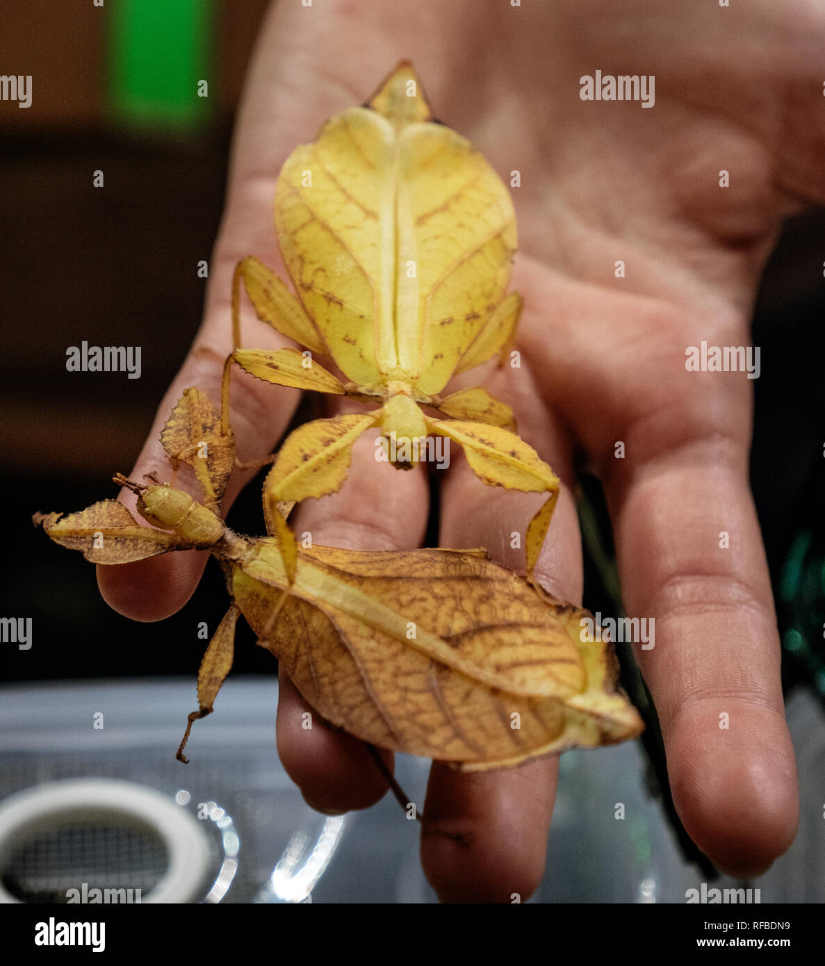 Les insectes qui sont camouflées en prenant l'apparence d'une feuille aussi appelés feuilles de marche Banque D'Images