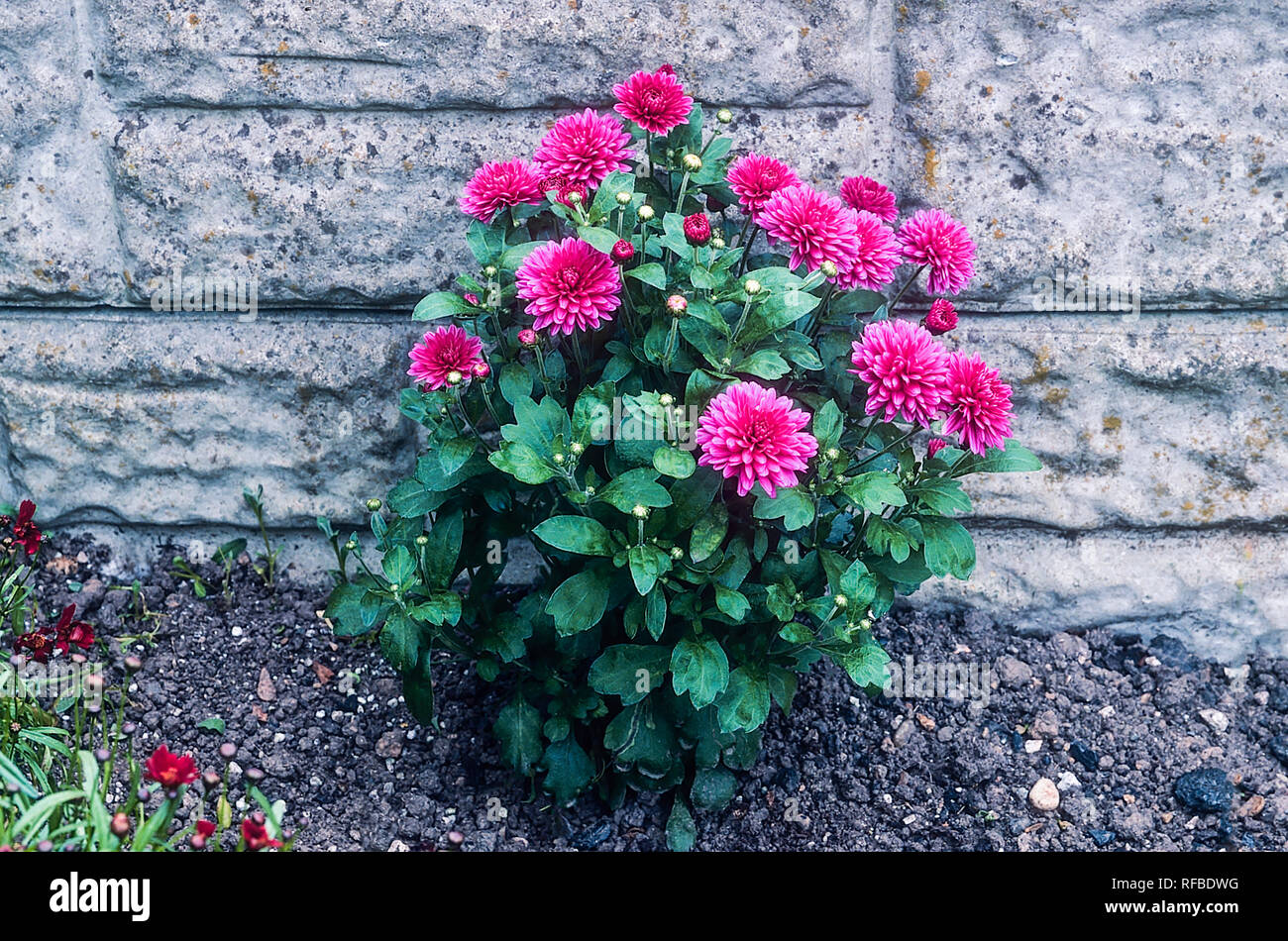 Barbara un chrysanthème vivace herbacée buissonnante compacte fleurit de la fin de l'été à la fin de l'automne est de feuillus et frost hardy Banque D'Images