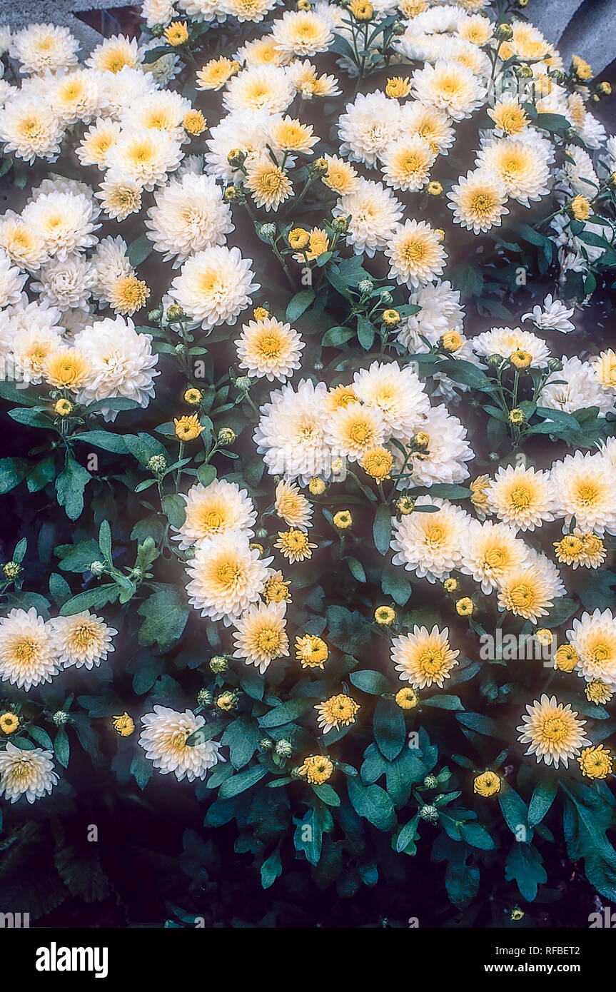 Linda a chrysanthème vivace herbacée buissonnante compacte fleurit de la fin de l'été à la fin de l'automne est de feuillus et frost hardy Banque D'Images